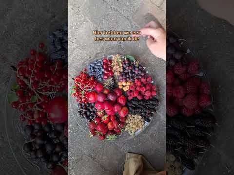 Een bord vol zomergeluk. Wat een heerlijkheid zo'n bord vol! #zomer #fruit
