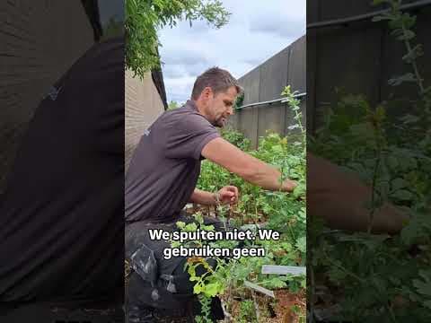 Wie zijn die mensen van eetbaargoed?