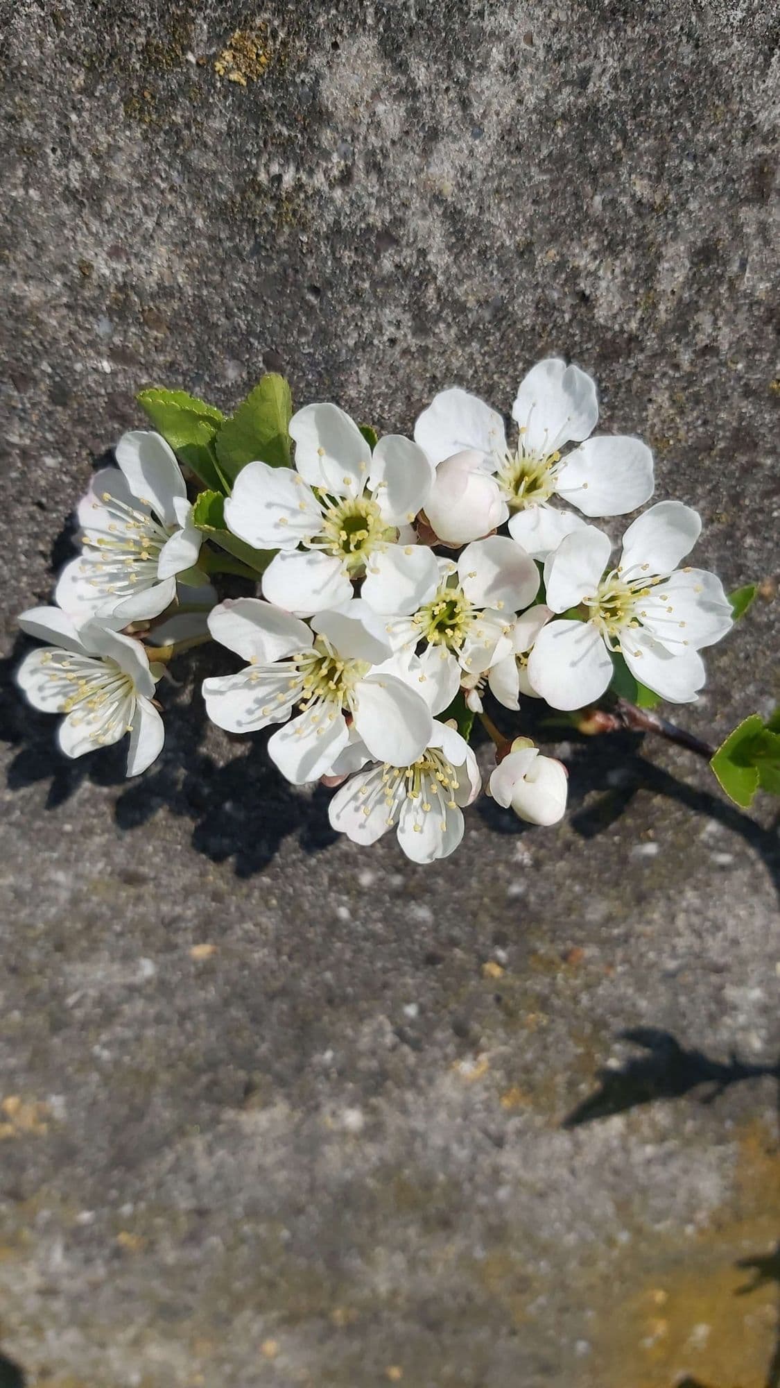 Prairiekers, Prunus cerasus x fruticosa 'Carmine Jewel' Spil in 1,8Lpot biowize gekweekt