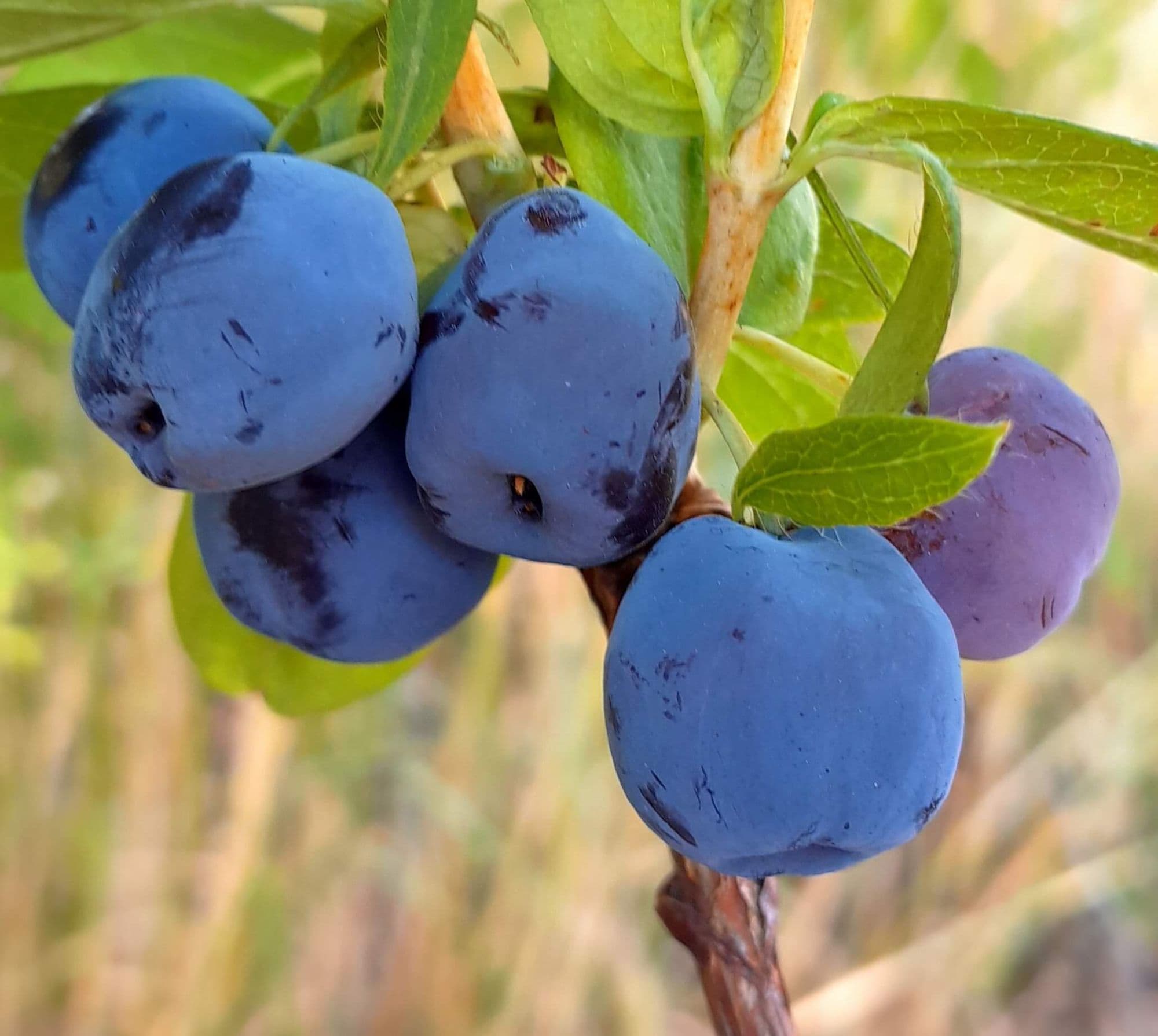 Honingbes, Haskap, Lonicera 'Blue Treasure'