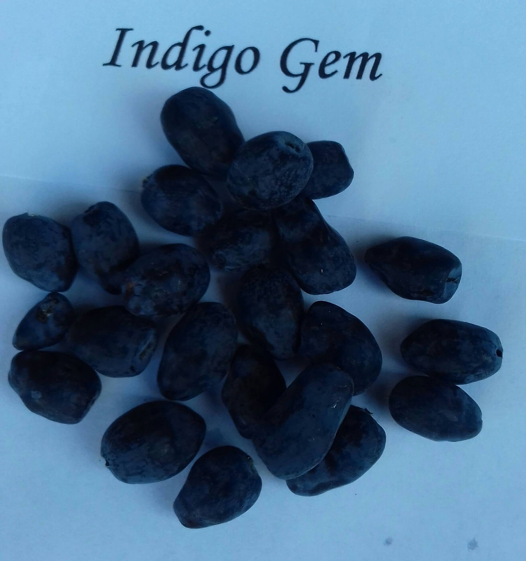 Honingbes, Lonicera caerulea 'Indigo Gem' (Mooie planten in 2Literpot)