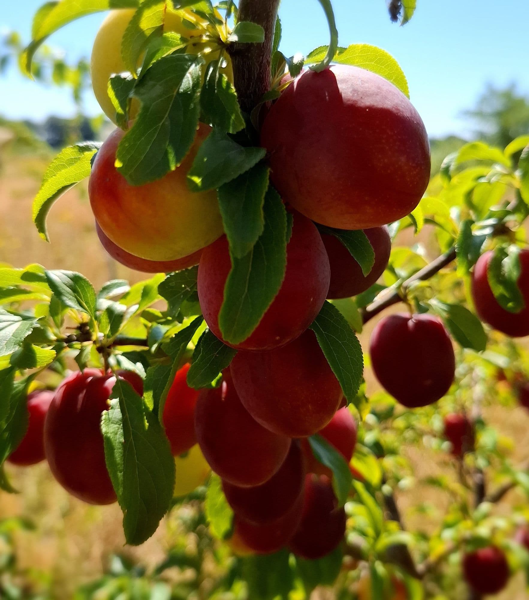 Russische pruim, Prunus Prunus x rossica 'Komeet'