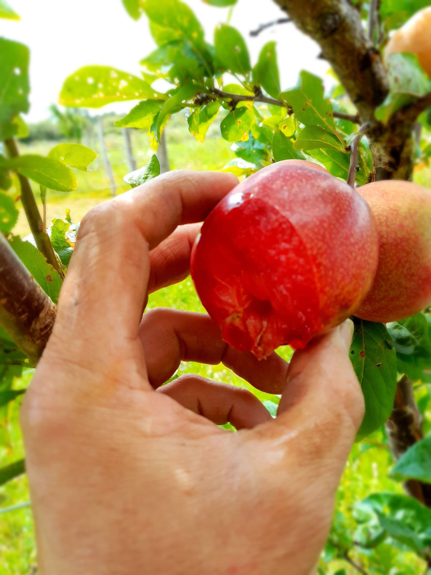 Pluot, Prunus s X a 'Dapple Dandy'
