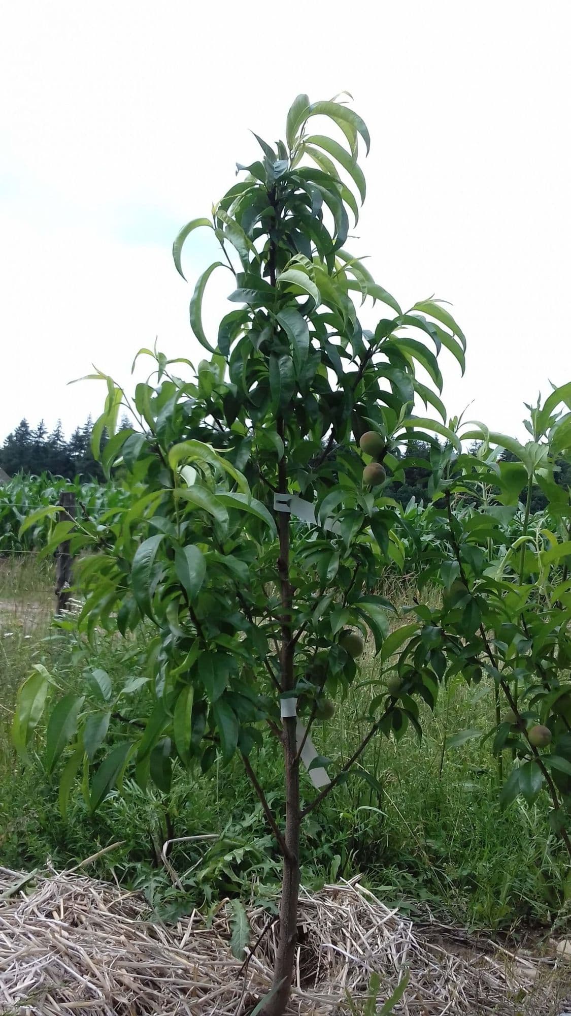 1Perzik, Prunus 'Suncrest'