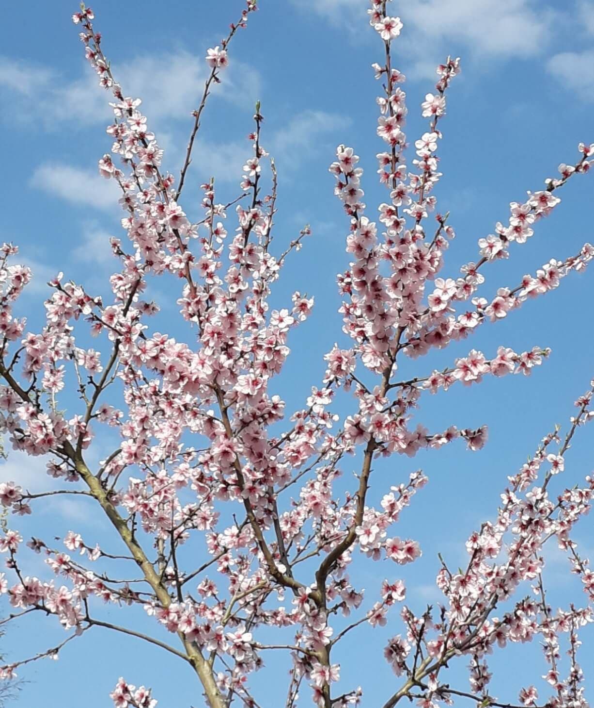 Amandel, amandelboom, Prunus dulcis 'Robijn'