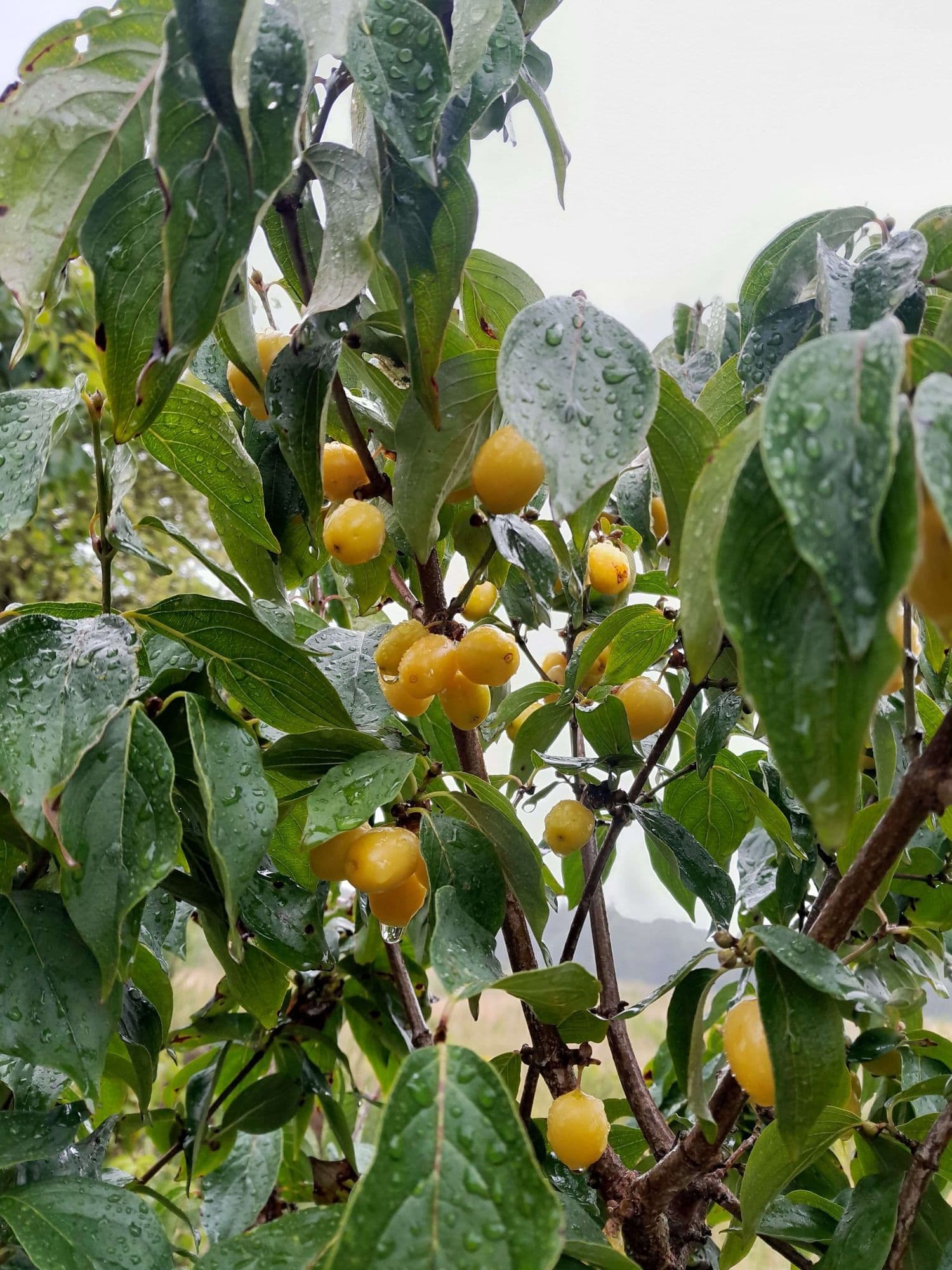 Grootvruchtige kornoeljekers, Cornus mas 'Jantarnyl' Tropische aroma's en productief!