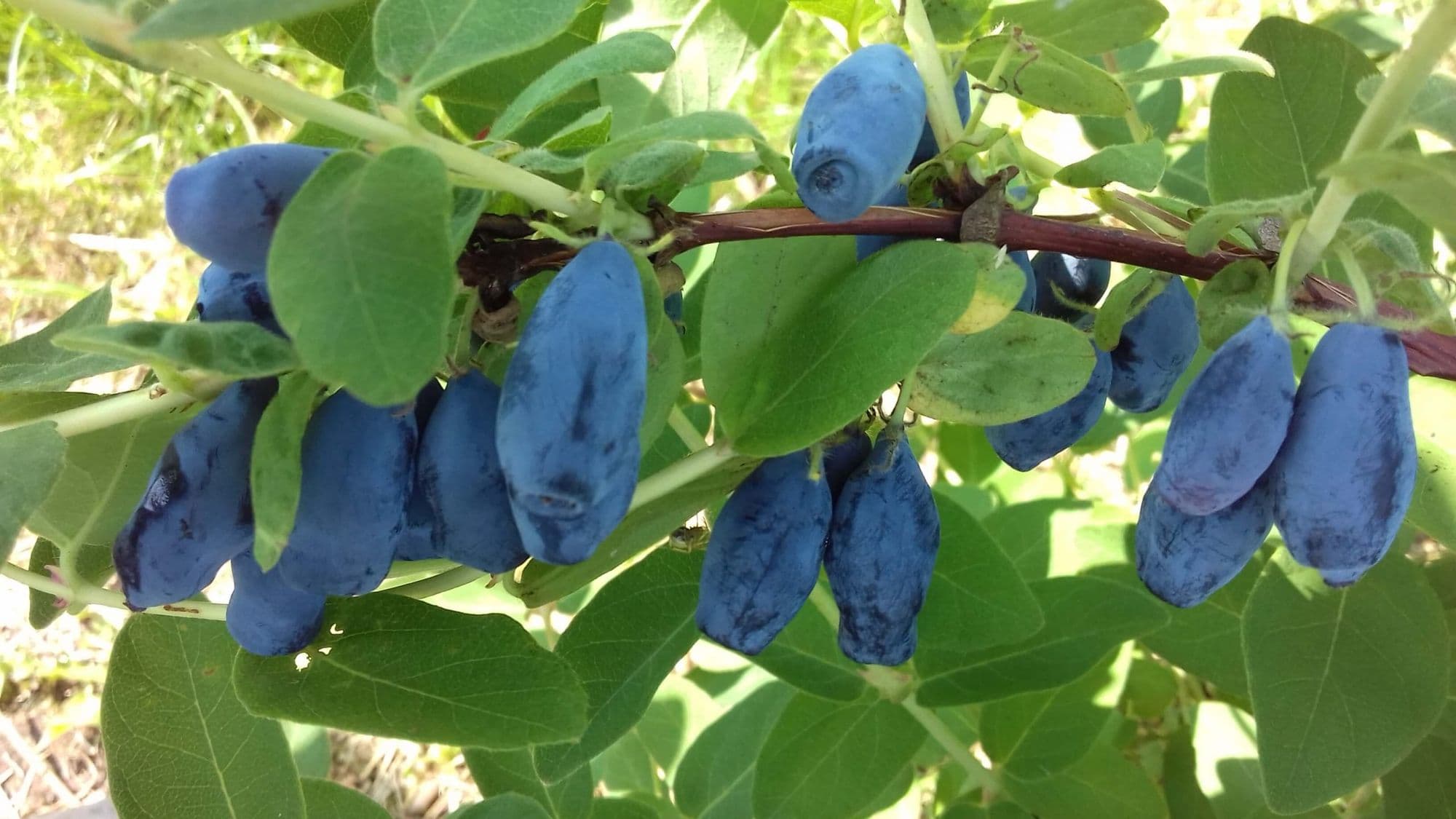 Honingbes, Lonicera caerulea 11 goede en smakelijke rassen voor langere tijd vers fruit