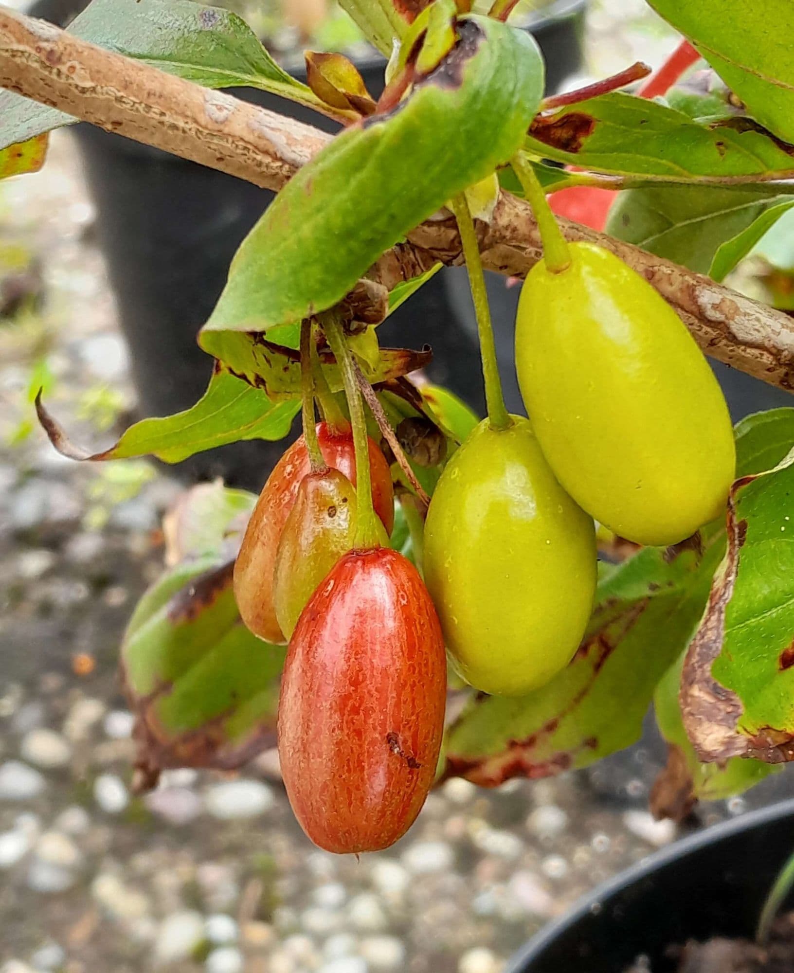 Grootvruchtige Kornoeljekers, Cornus m. 'Shumener'