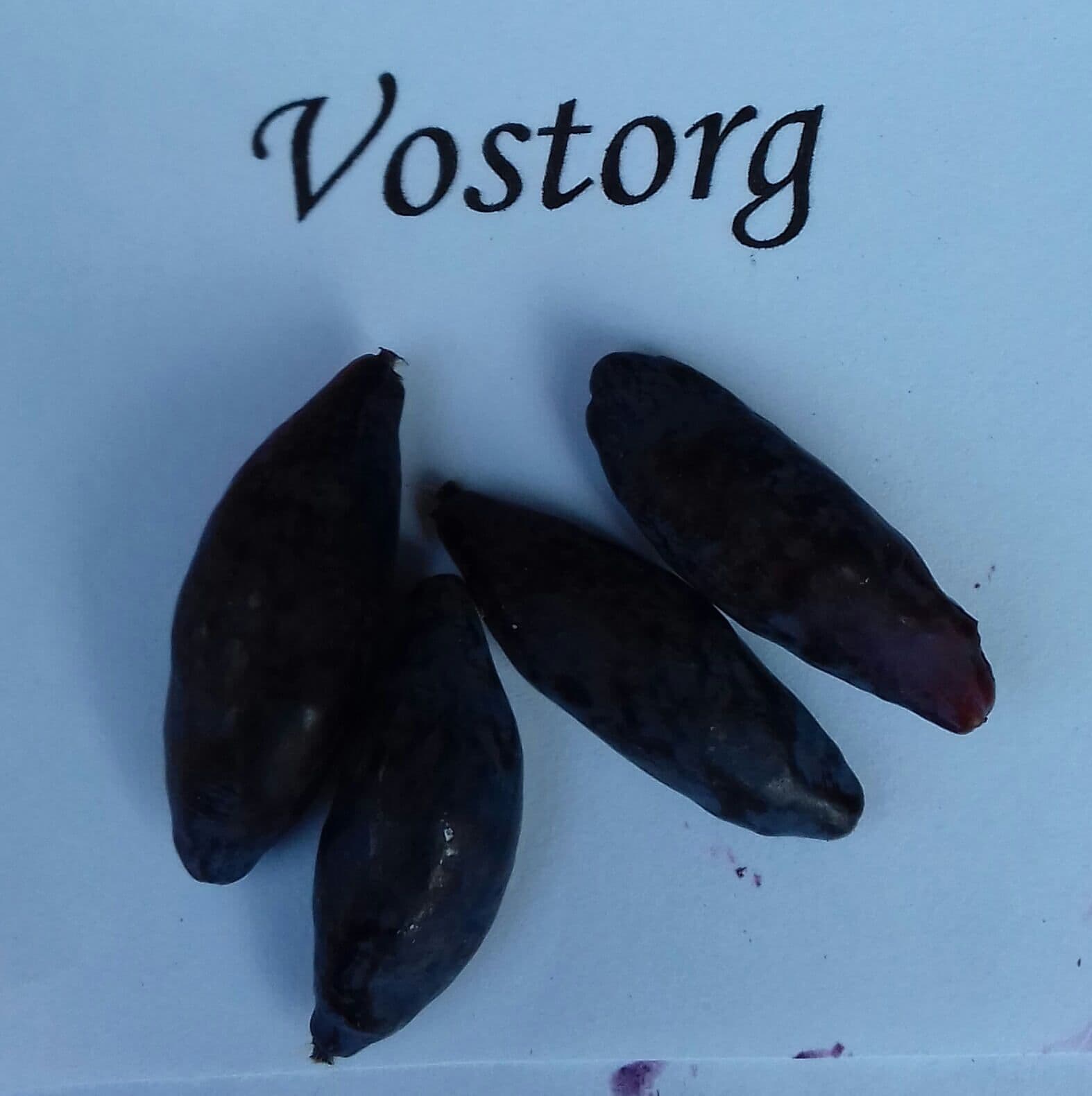Honingbes, Lonicera caerulea 'Vostorg' (Mooie planten in p9pot)