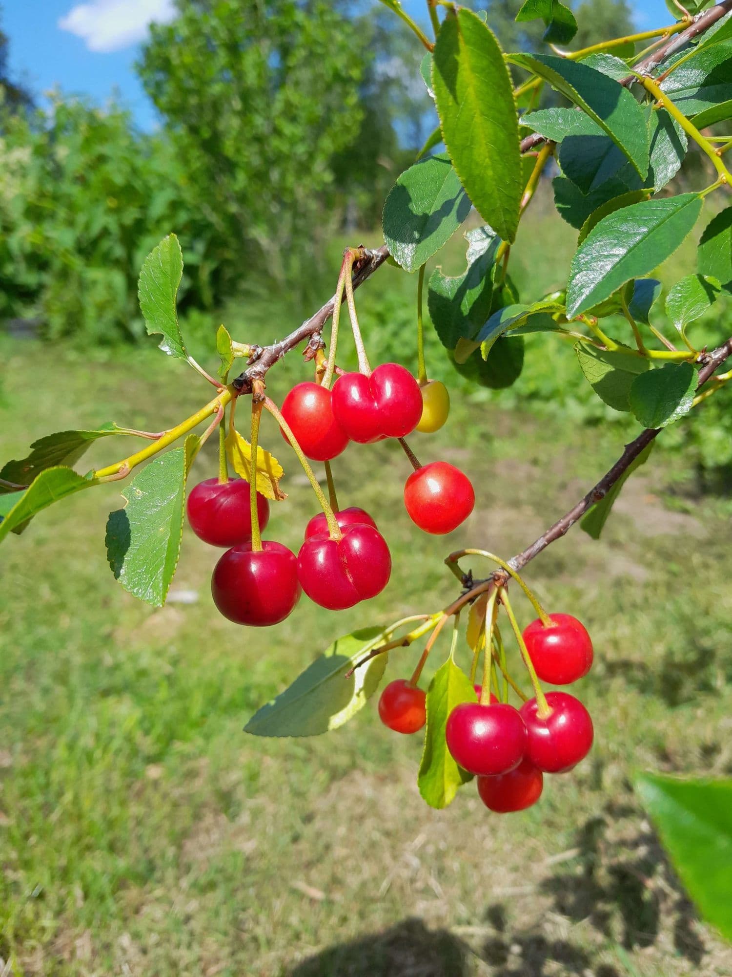 Dwergkers, Prunus cer. Oblaczynska