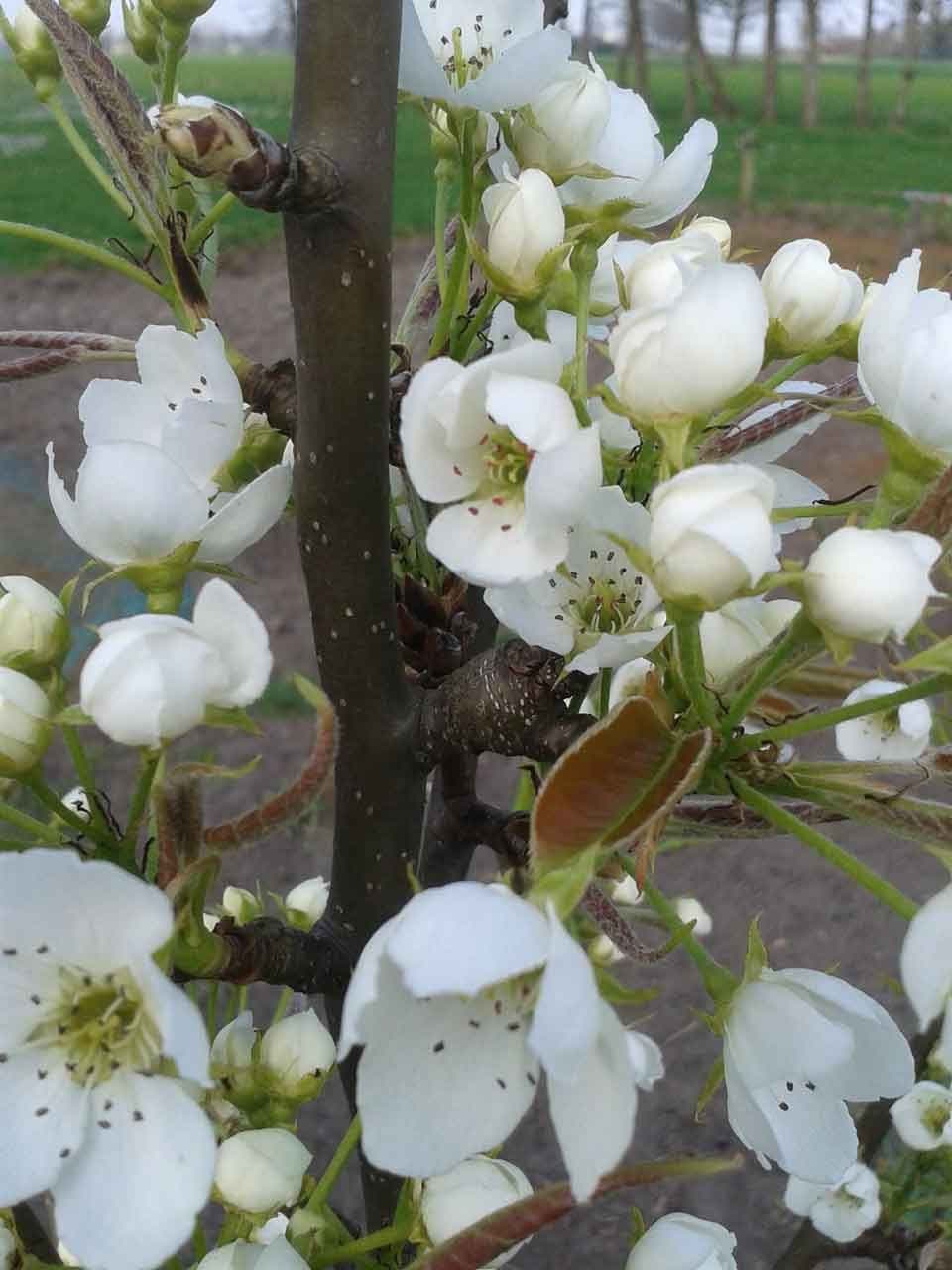 Abrikoos, Prunus armeniaca 'Bergeval'