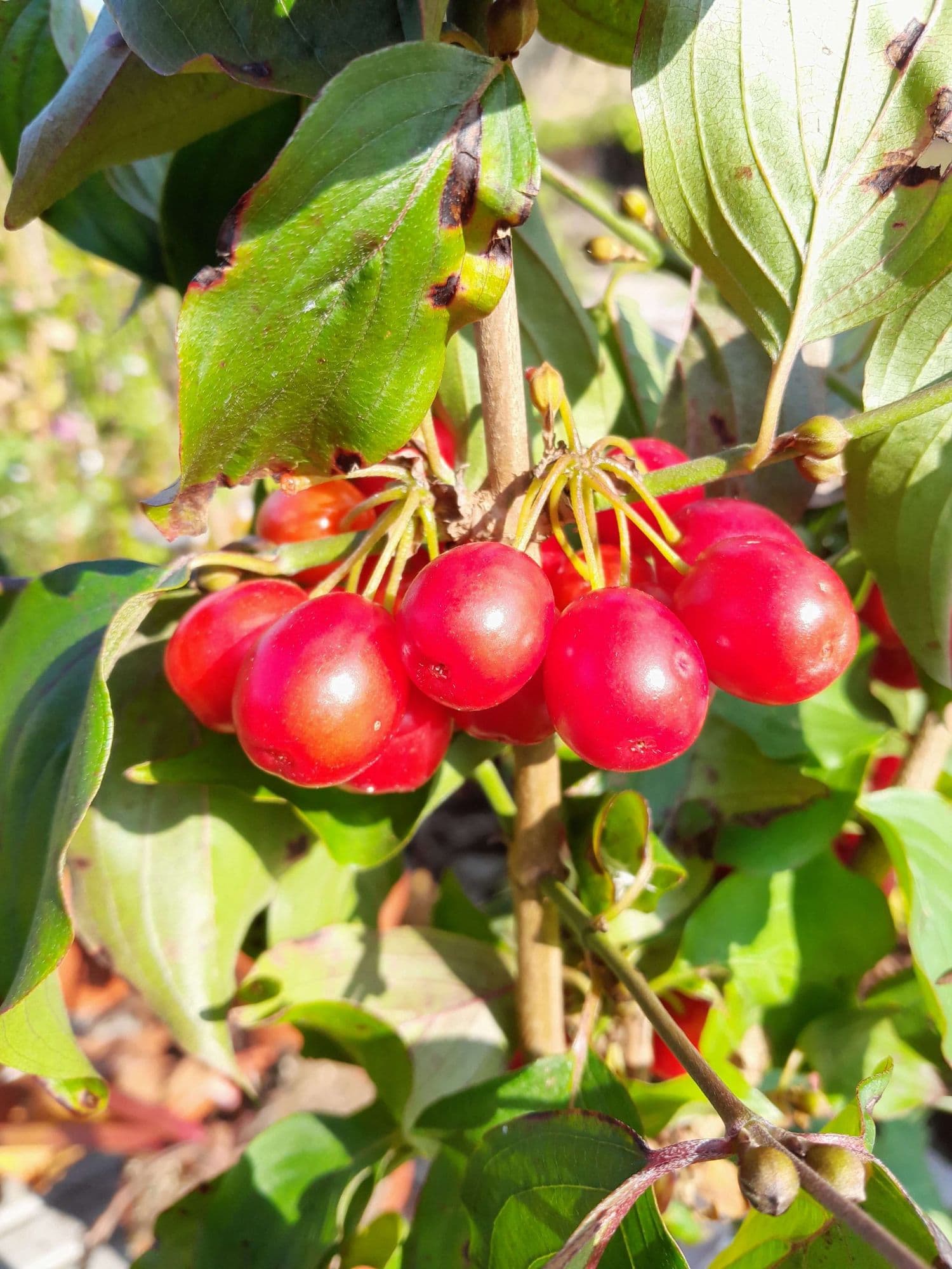 Grootvruchtige kornoeljekers, Cornus mas 'Florianka'