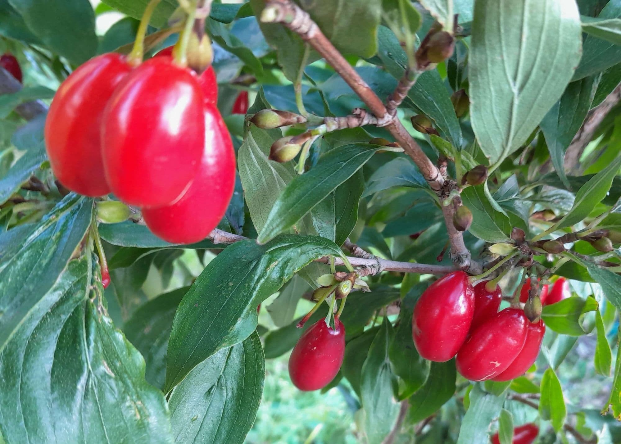 Kornoelje-kers
