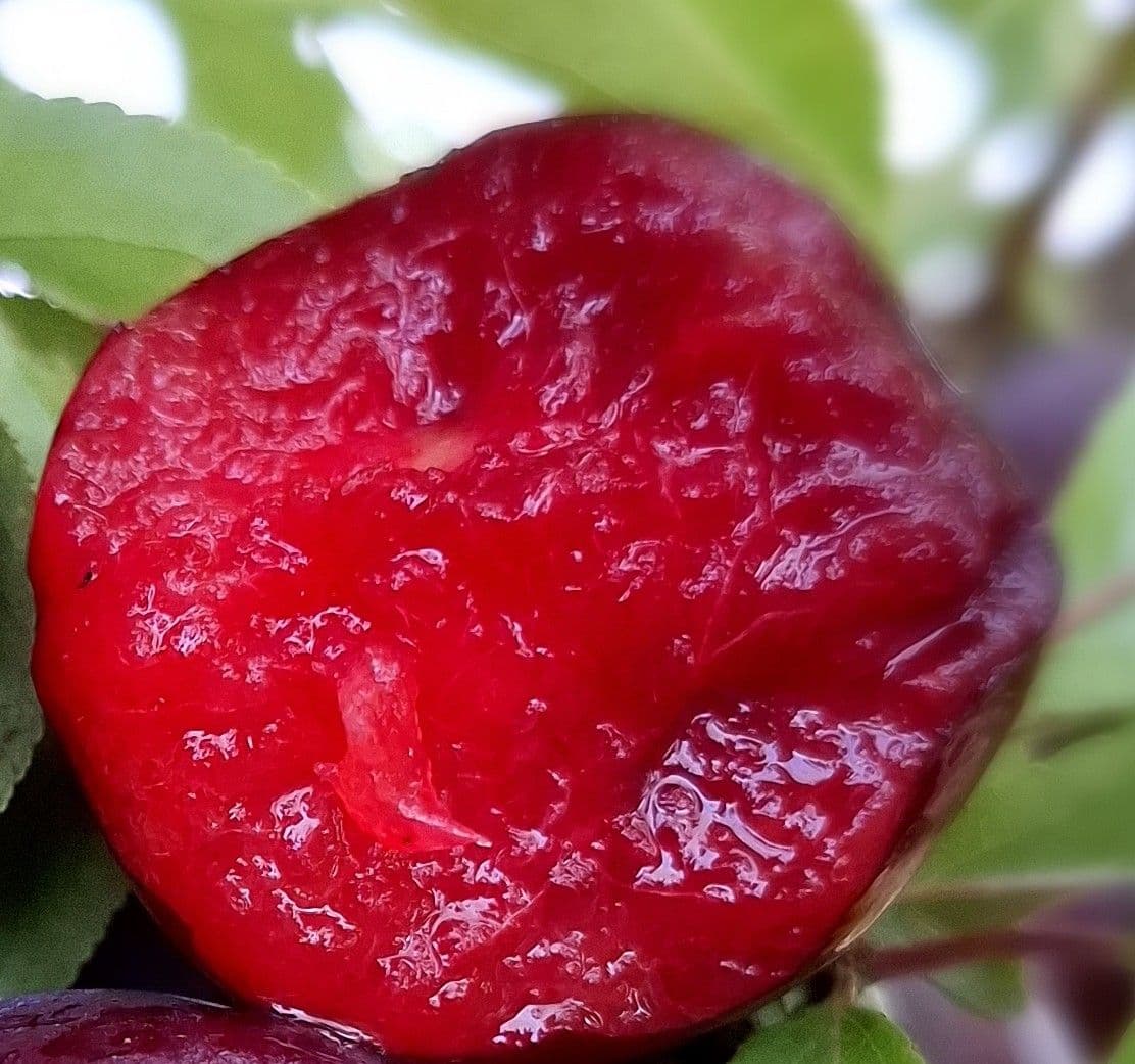 Japanse pruim, Prunus saliciana 'Rubineo' NIEUW Nederlands ras!!