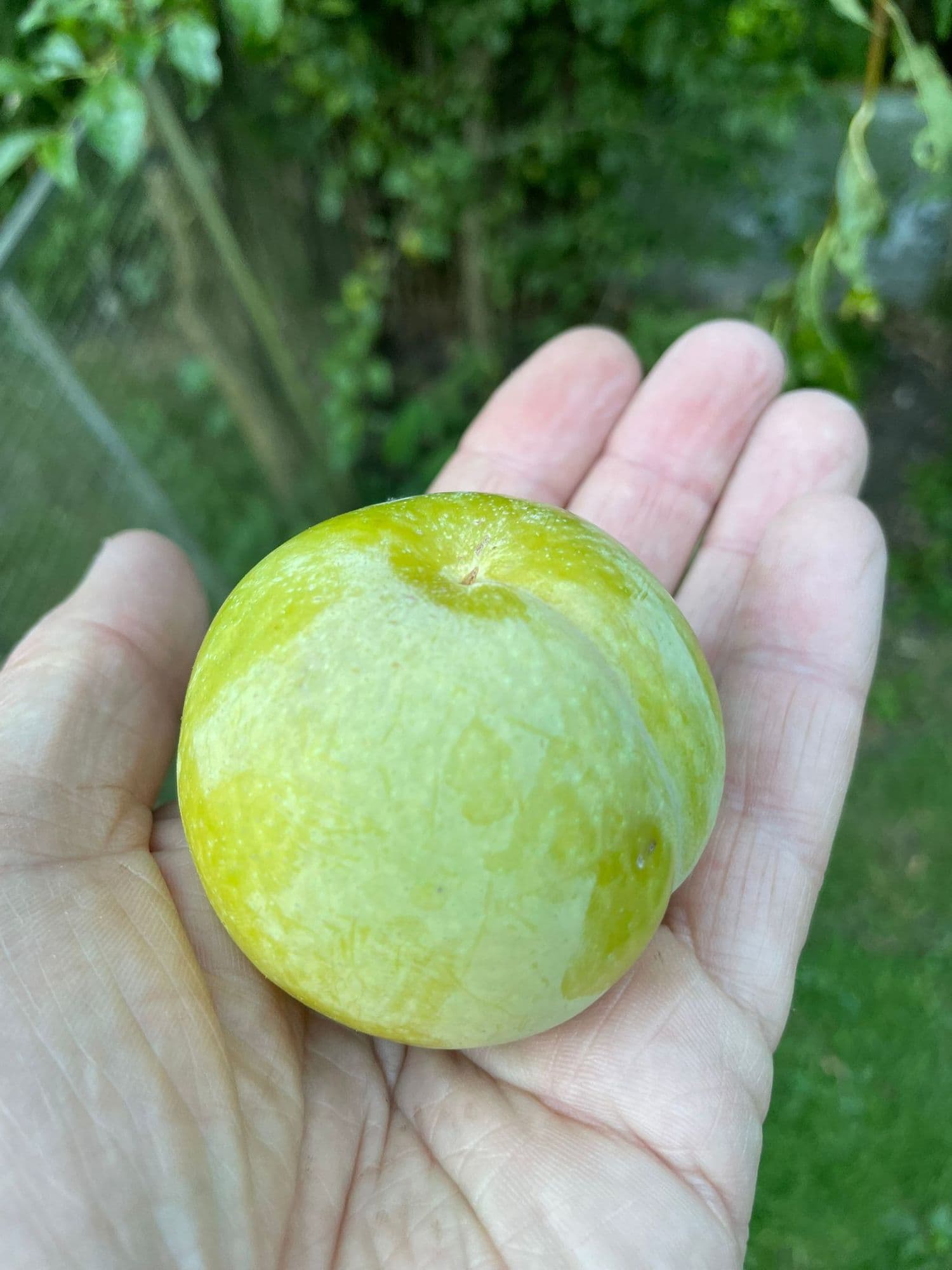 Japanse Pruim, Prunus saliciana 'Valther Green' NIEUW Nederlands ras