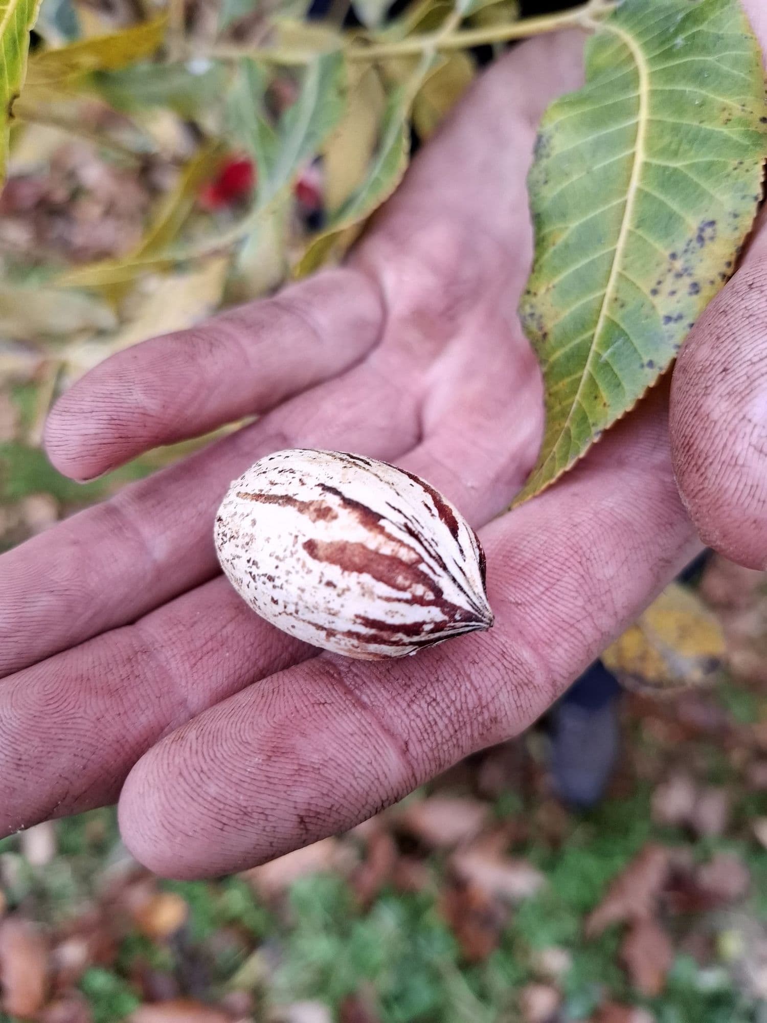 Pecan, Pecannoot, Carya illinoinensis ‘Mohawk'