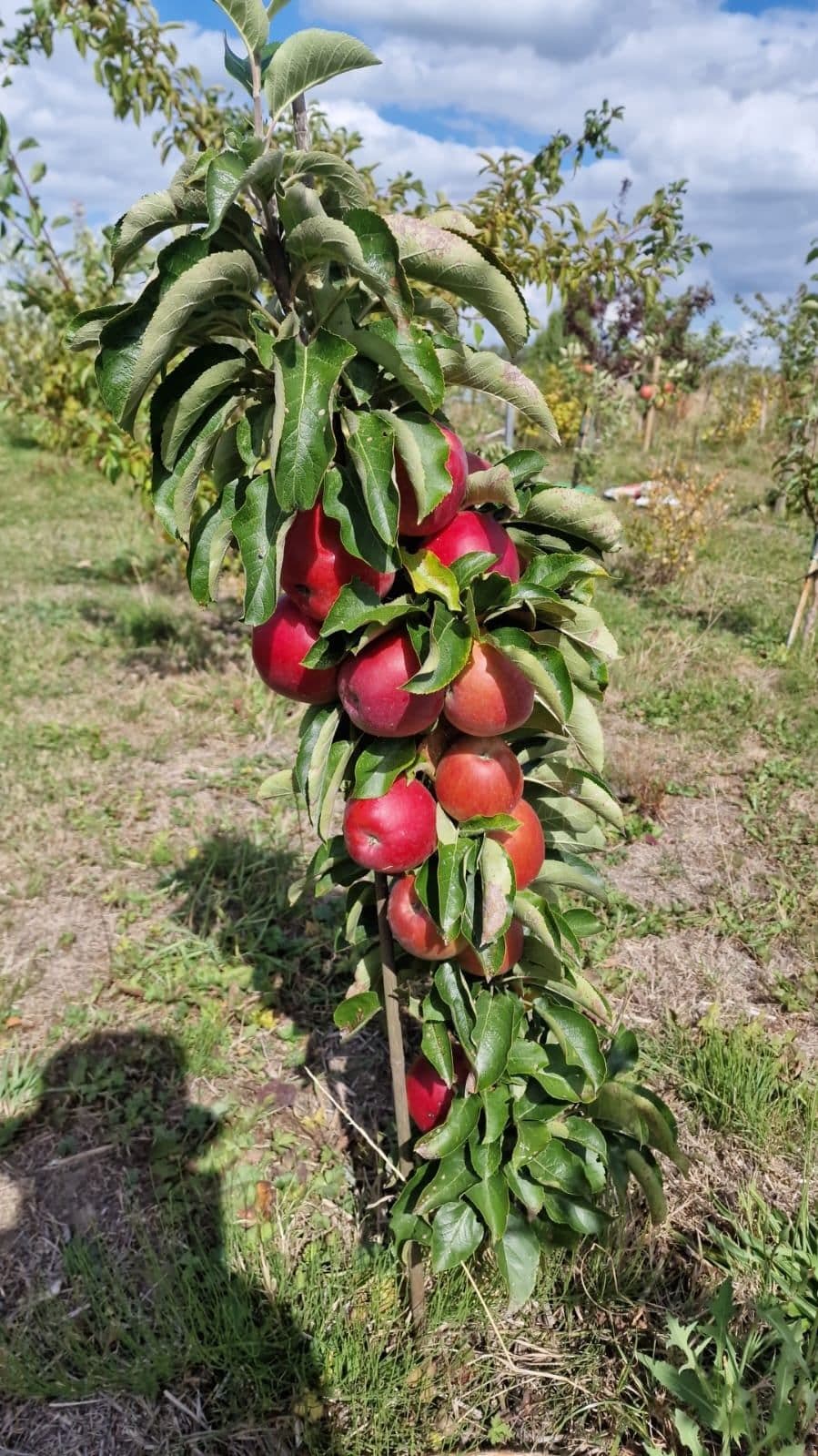 Kolomappel, Malus Column Candy ( het ras'Vega')