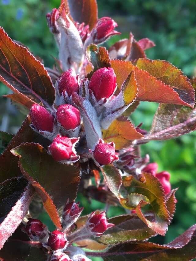 Rozevlezige Kolomappel, Malus 'Hilstapp'( 'Red column') Zeer uniek!!