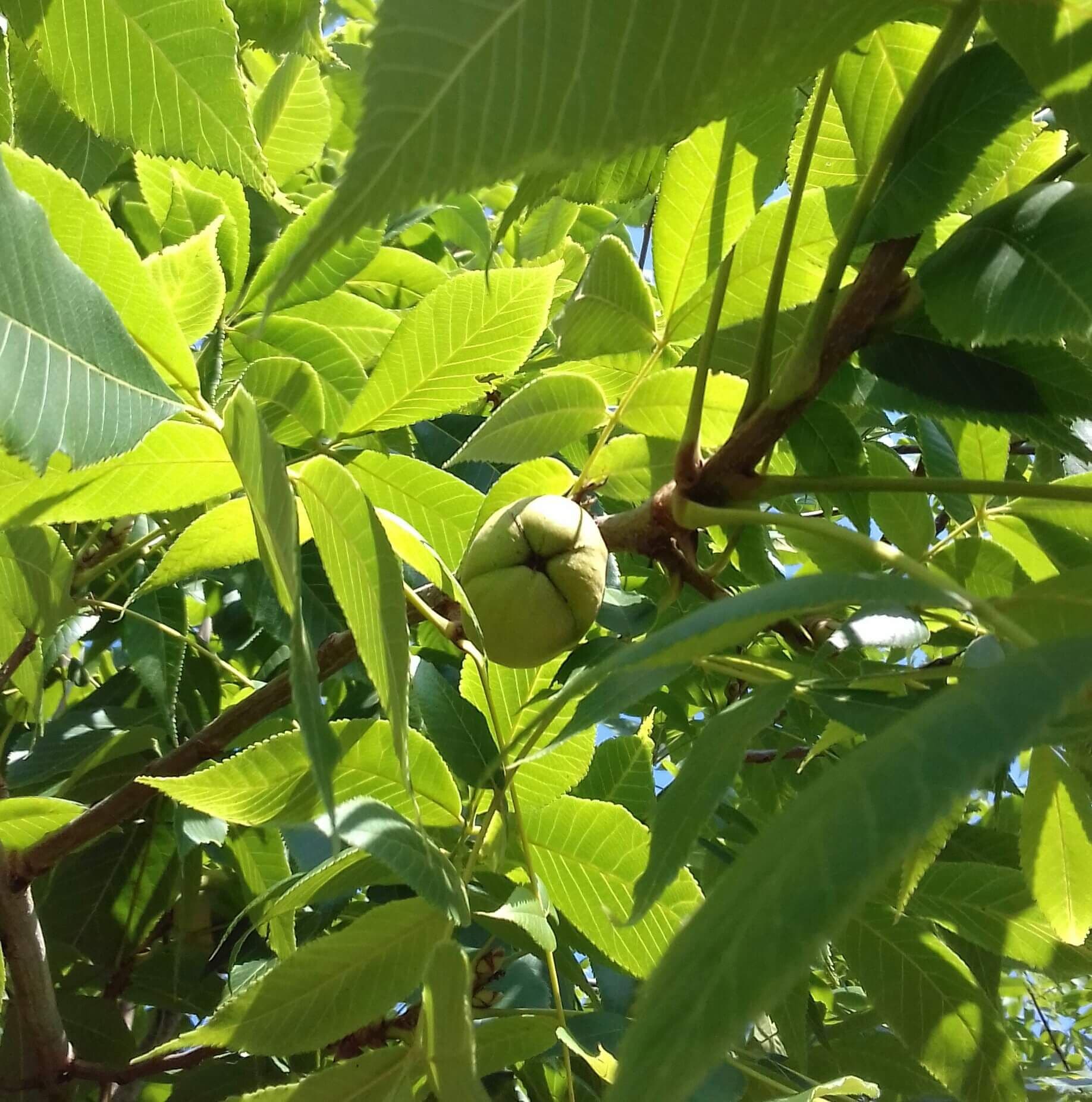 Pecan, Pecannoot, Carya illinoiensis 'Colby'