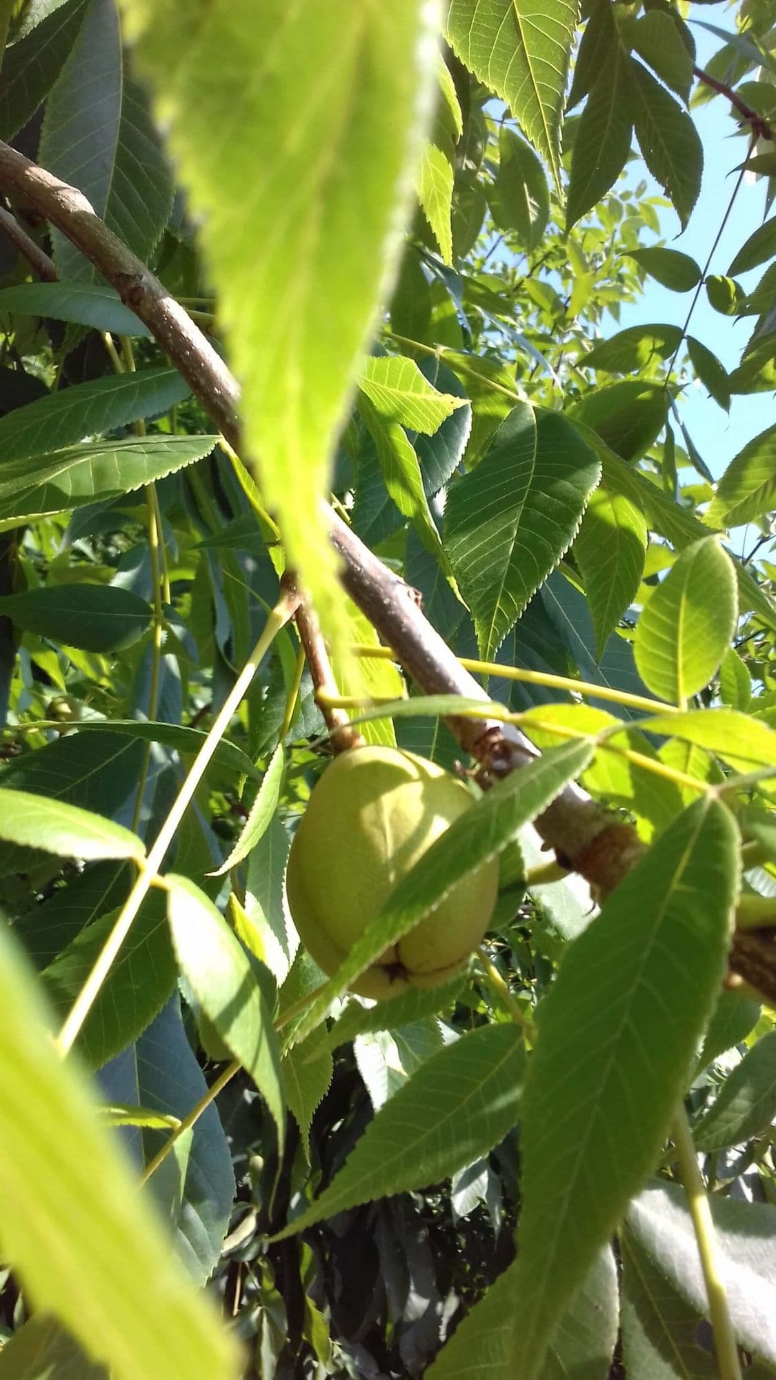 Pecan, Pecannoot, Carya illinoinensis 'Kanza 2'