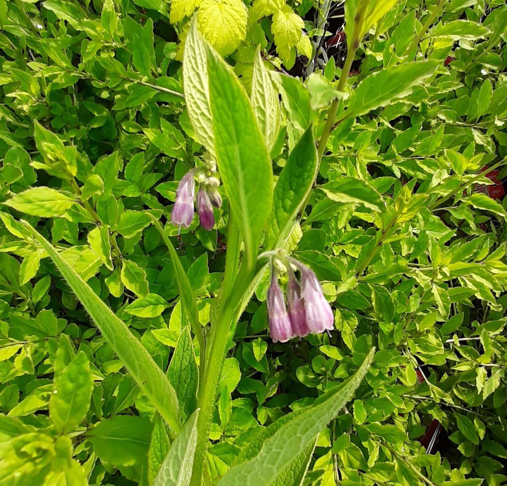 Russische smeerwortel, Symphytum × uplandicum 'Bocking 14'
