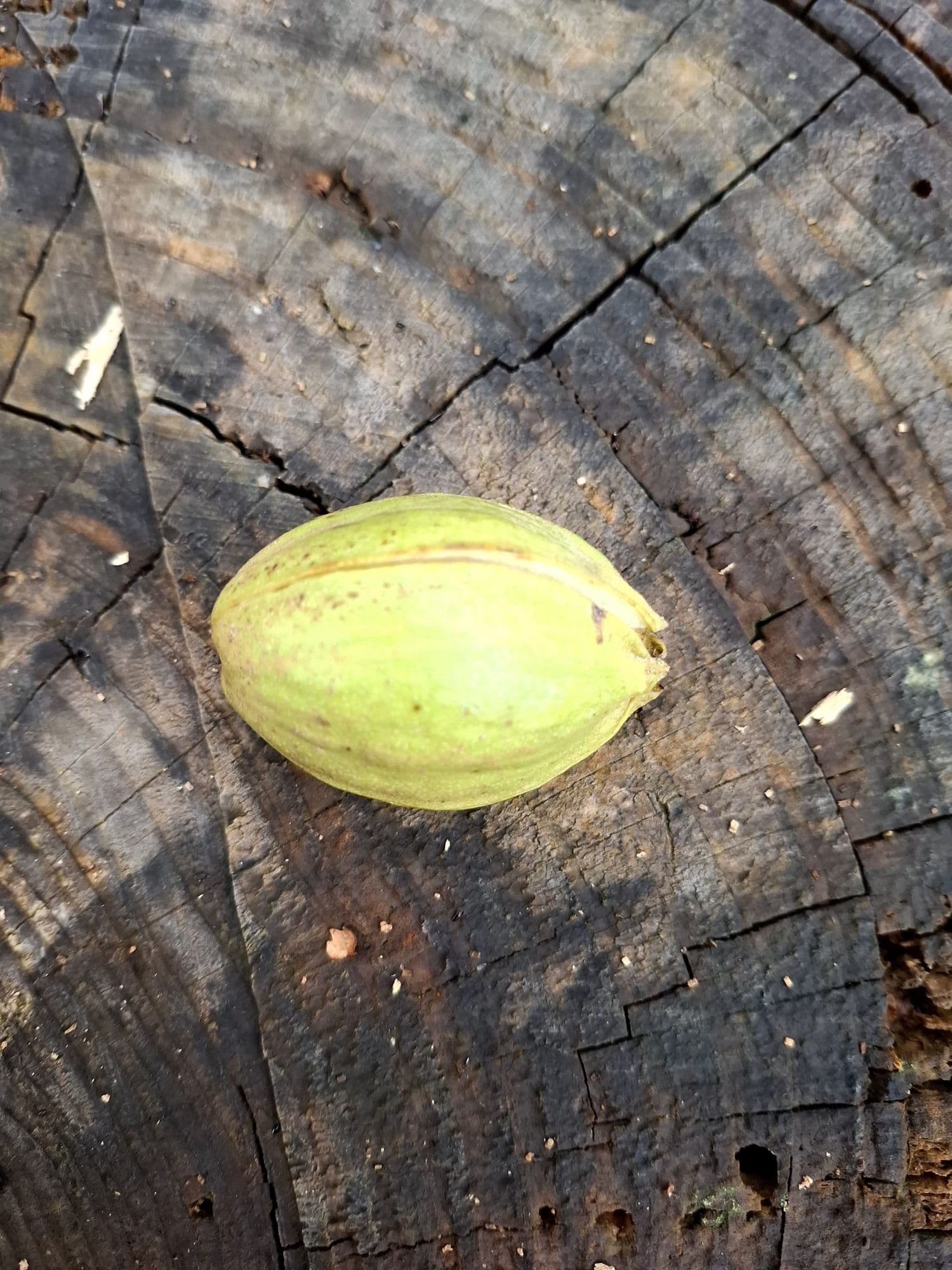 1 Pecan, Pecannoot, Carya illinoinensis ‘Shoshoni’