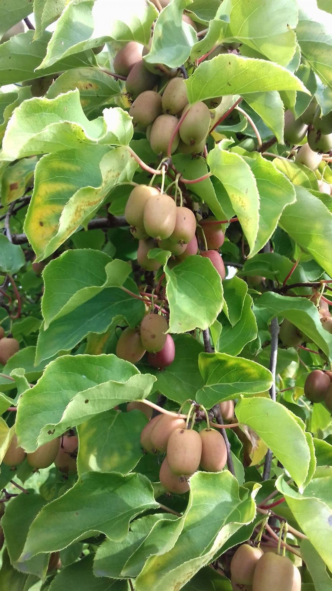 Kiwibes, Mini kiwi, Actinidia arguta 'Ananasnaja'