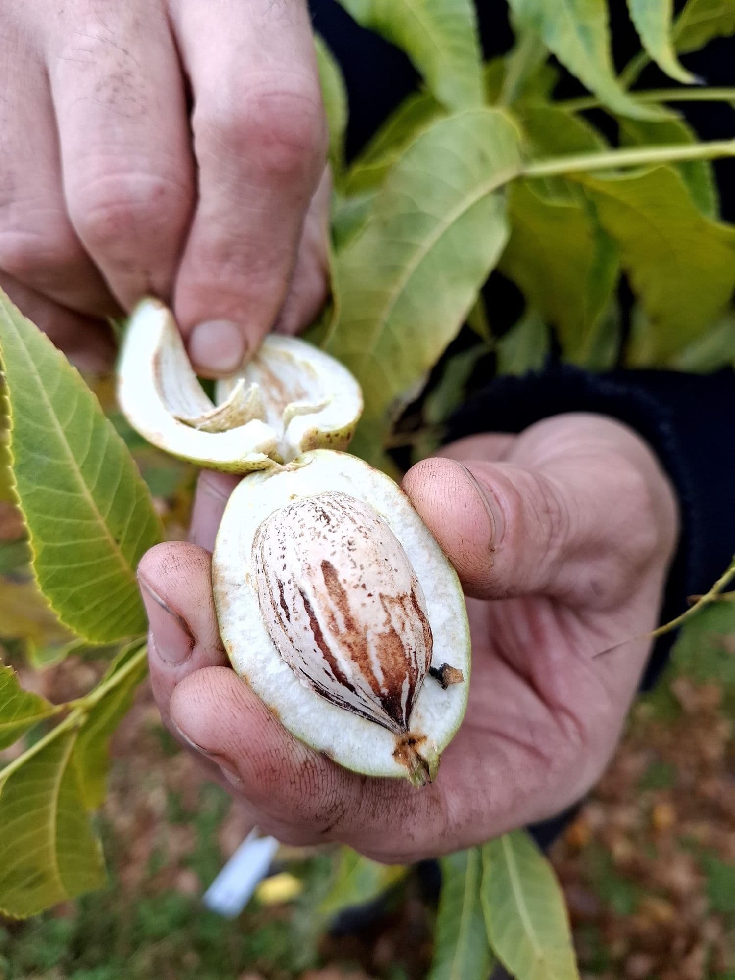 Pecan, Pecannoot, Carya illinoinensis 'Pawnee