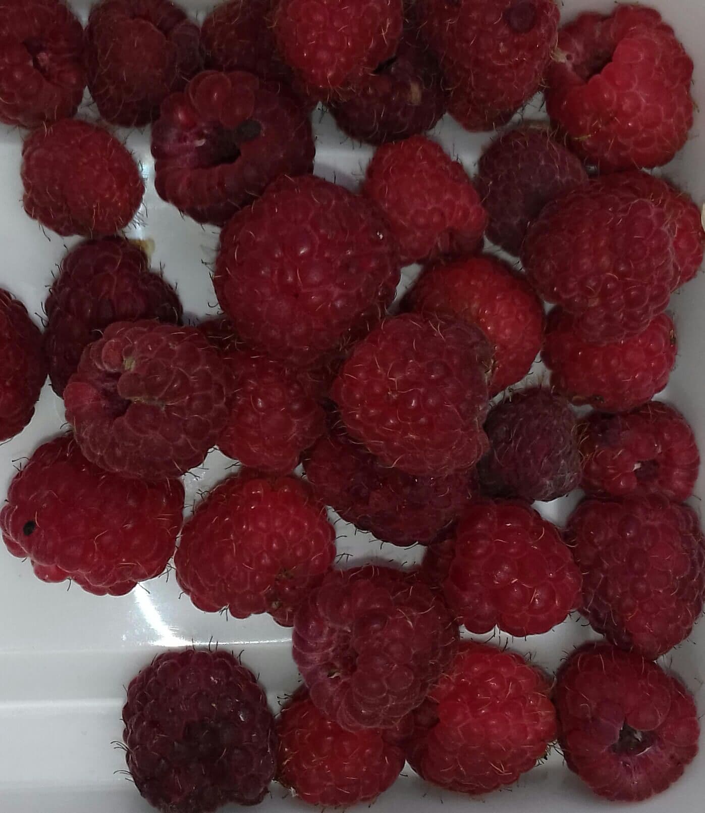 Vroege Zomerframboos, Rubus 'Willamette'