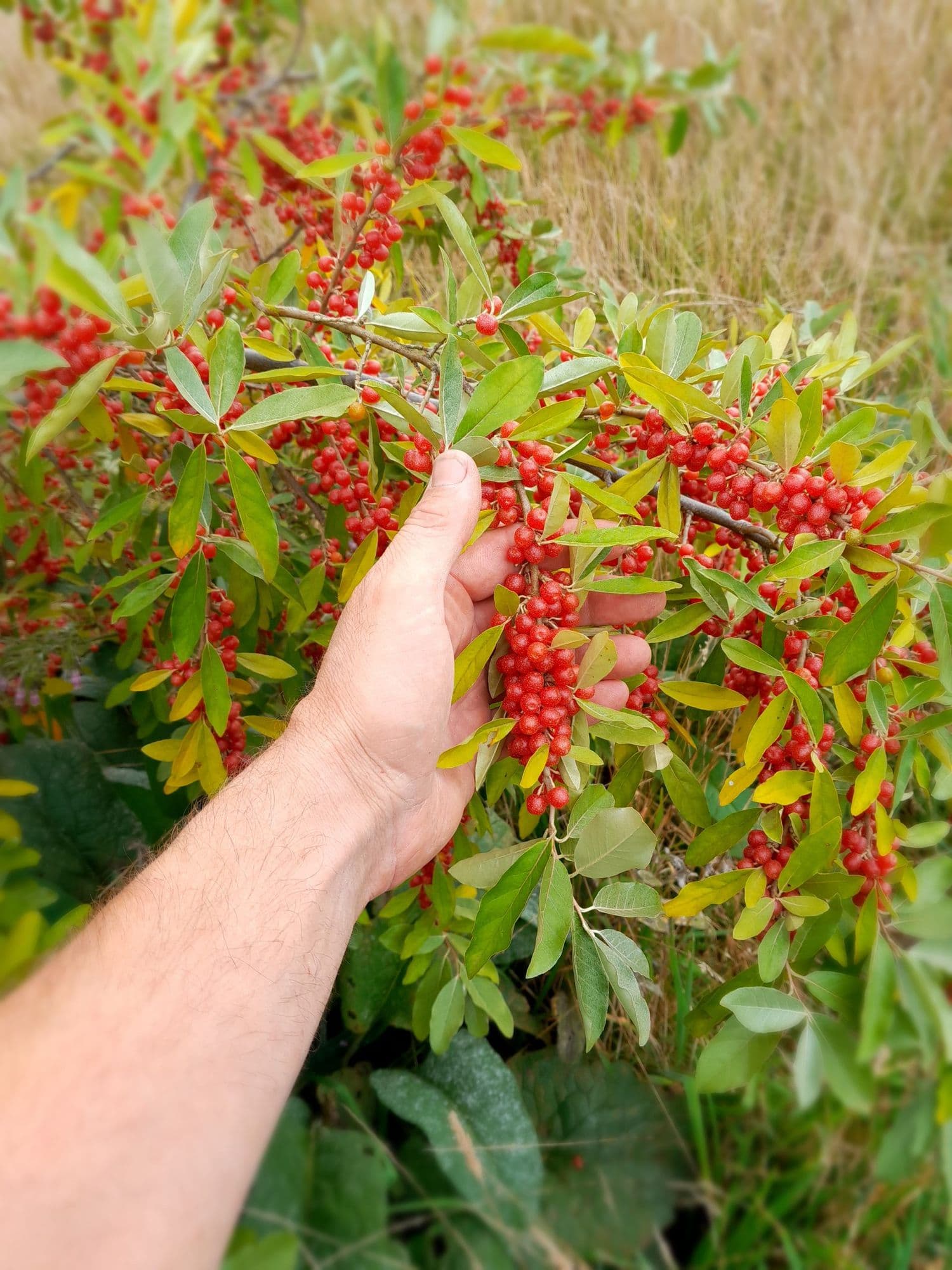 HerfstOlijfwilg, Elaeagnus umb. 'Brilliant Rose'
