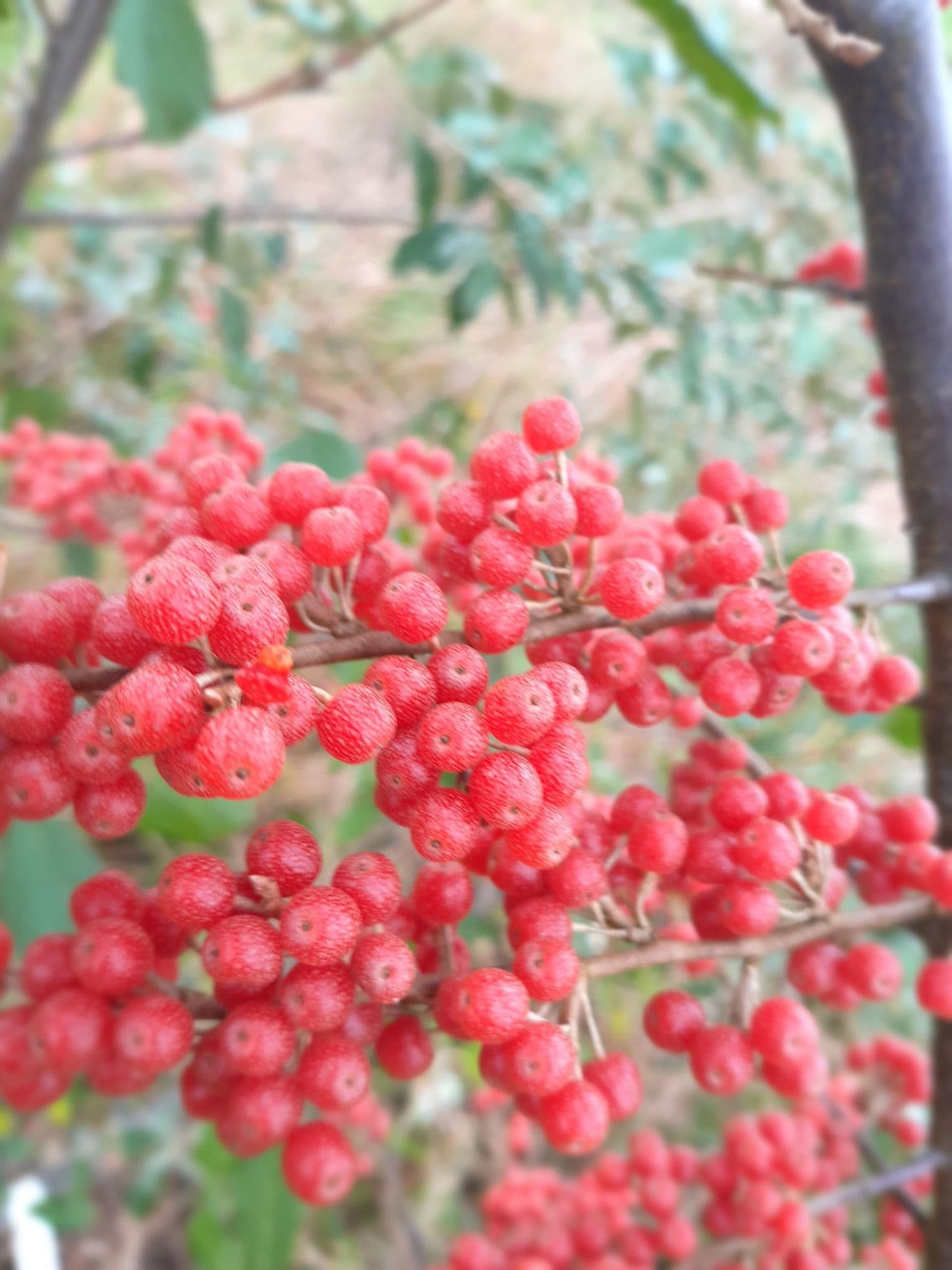 Olijfwilg, Elaeagnus umb. 'Turdus' In 1,8Lpot
