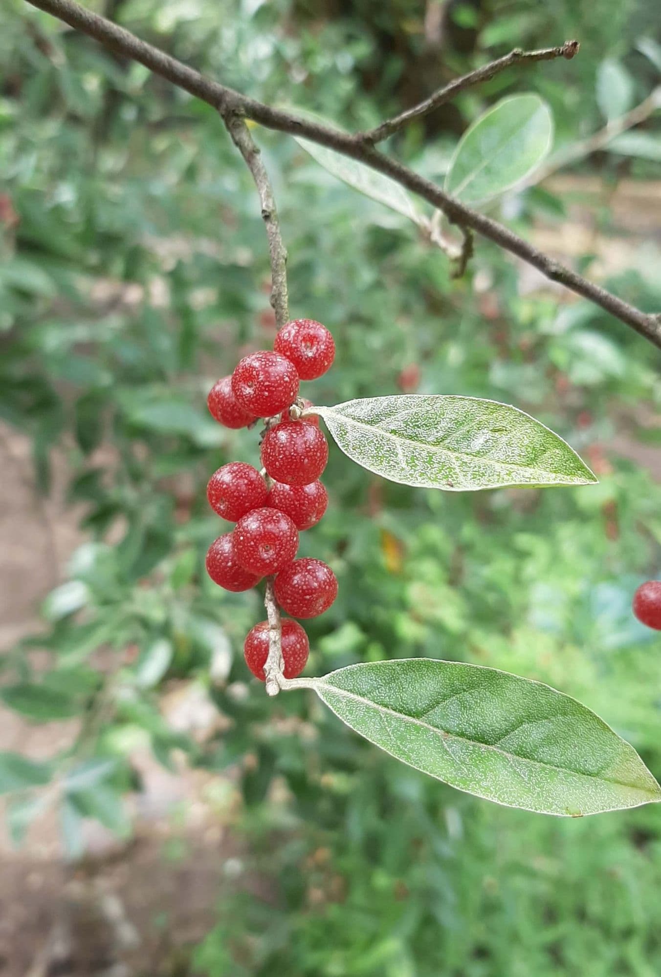 Olijfwilg, Elaeagnus umb. 'Ruby'