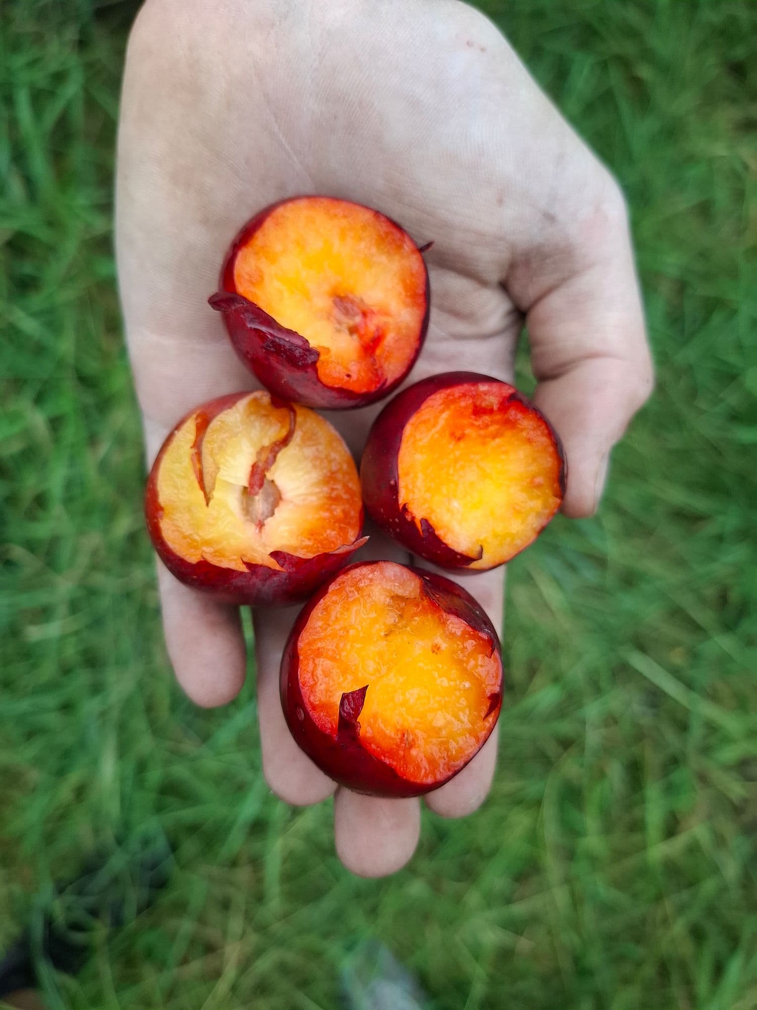 Russische pruim/pluot, Prunus salicina x armeniaca 'Globus'