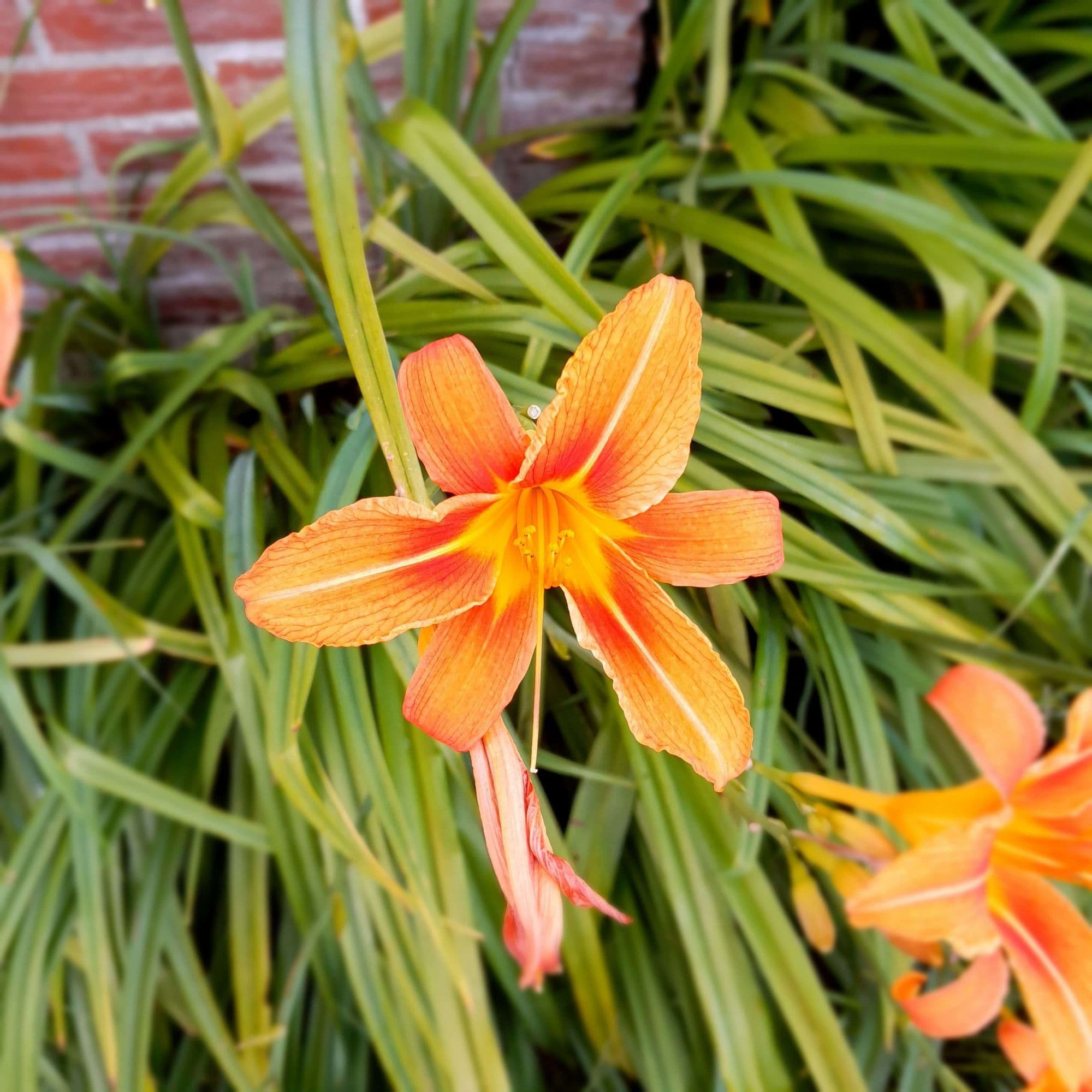 Eetbare Daglelie, Hemerocallis 'Sammy Russel'