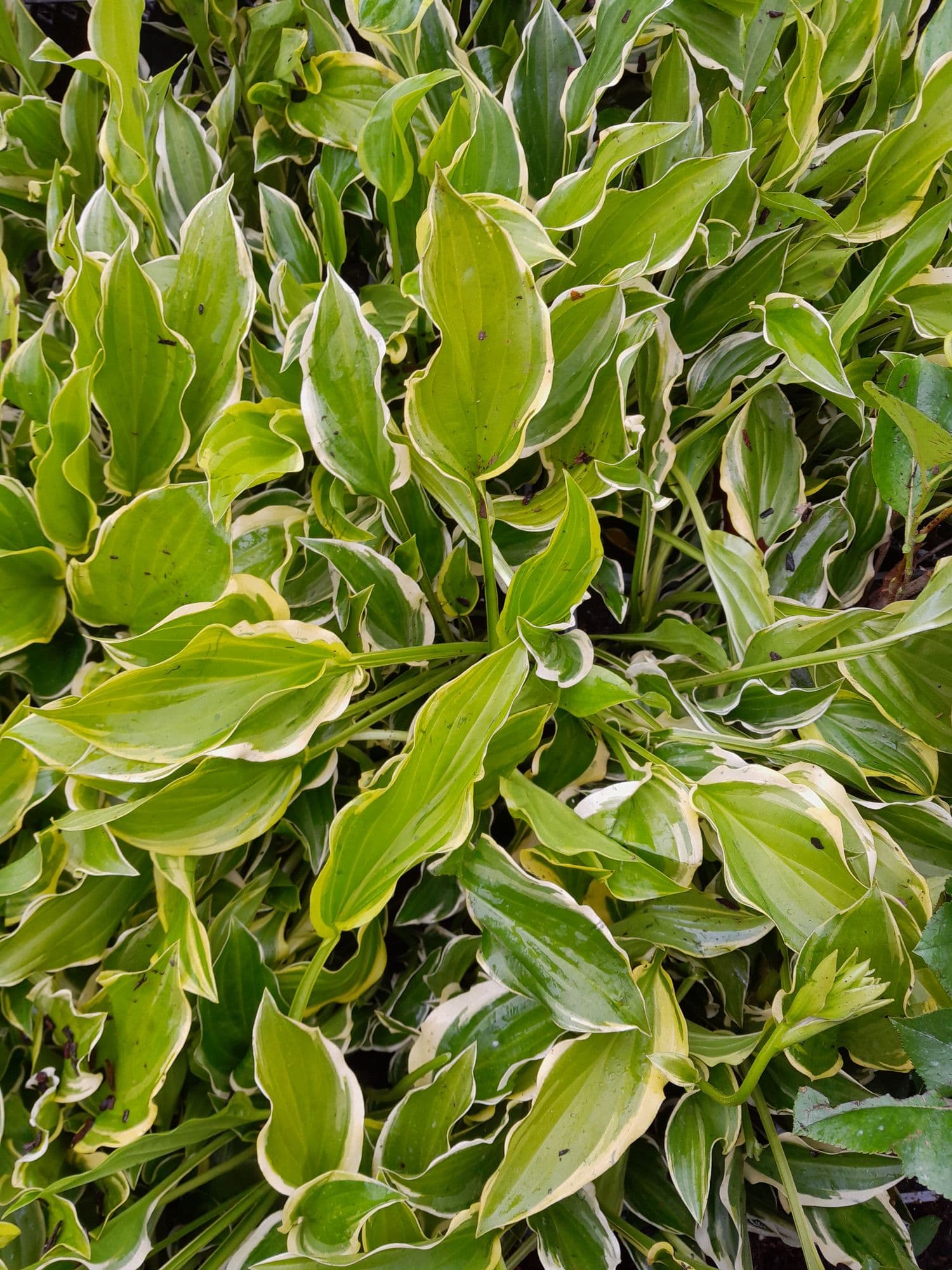 Hartlelie, Hosta sieboldiana 'So Sweet'