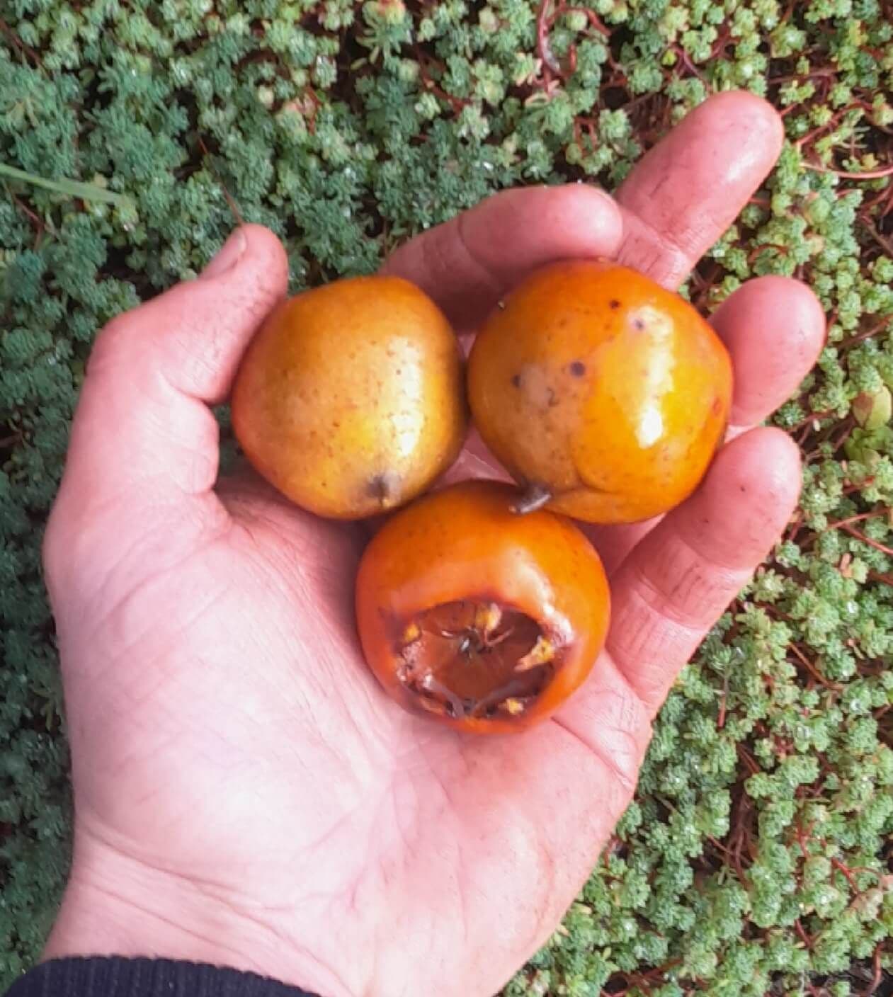 Grootvruchtige mispel, Mespilus g. 'Bredase Reus'