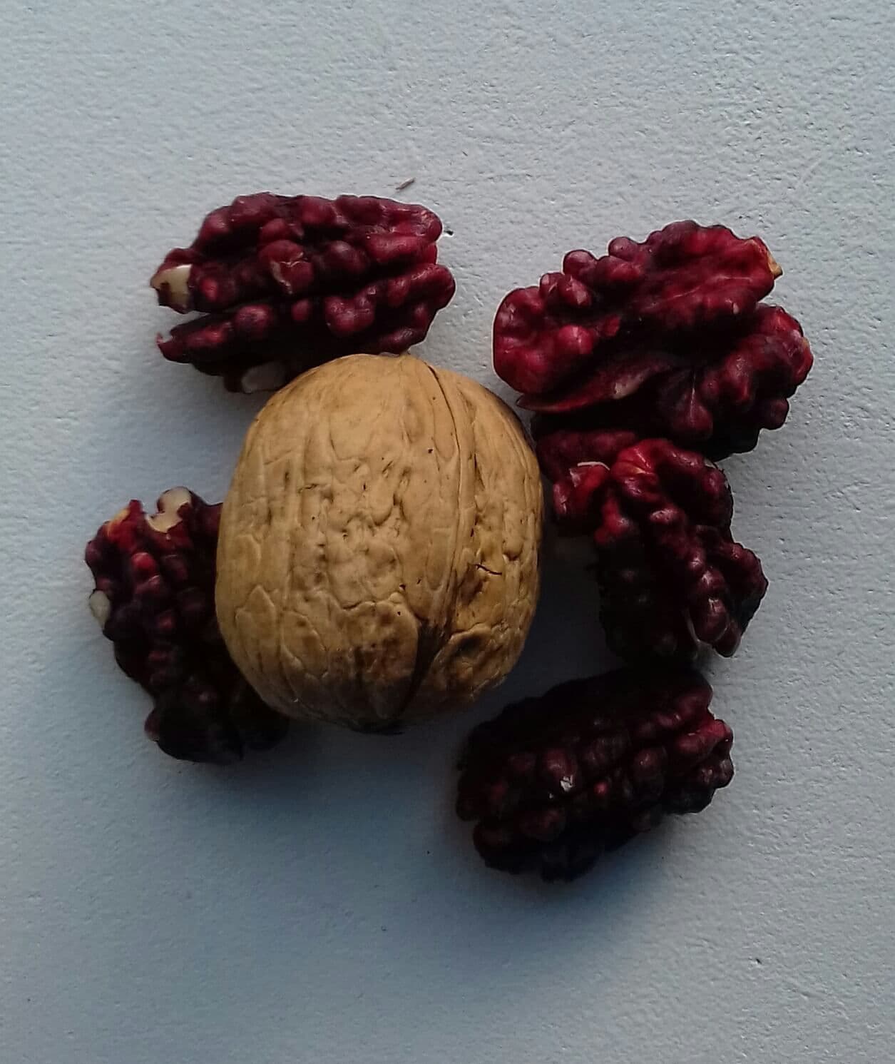 Rode walnoot, rode okkernoot, Juglans regia 'Rote Donaunuss'/Red Phantom Jonge spil in 3Lpot op biowijze