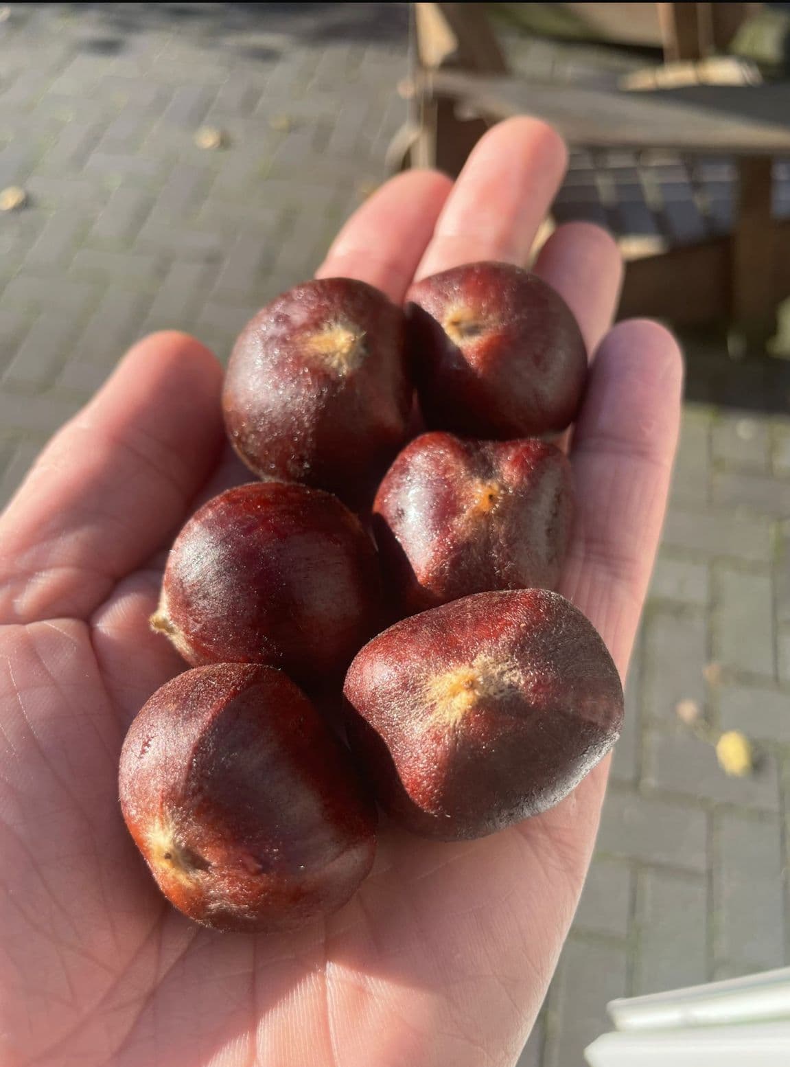 Tamme kastanje, Castanea mollissima Grimo serie