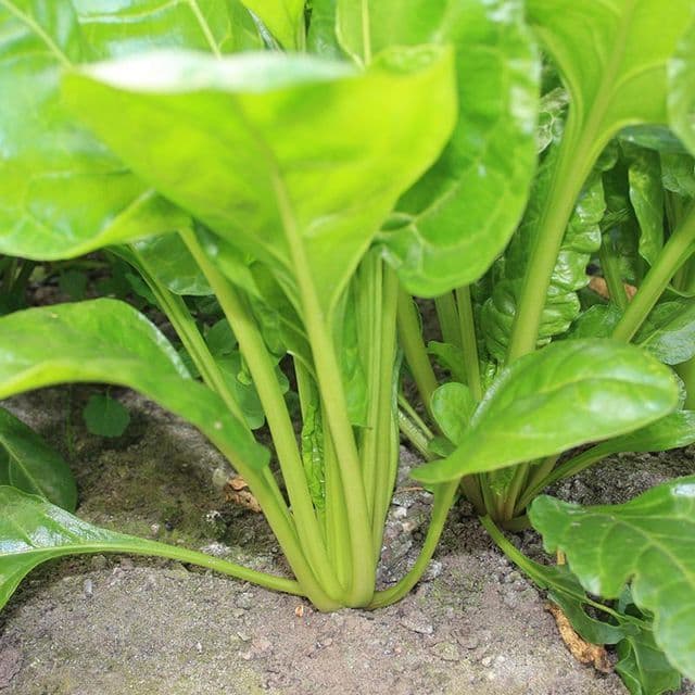 Snijbiet 'Groene Gewone' BIO - zaden
