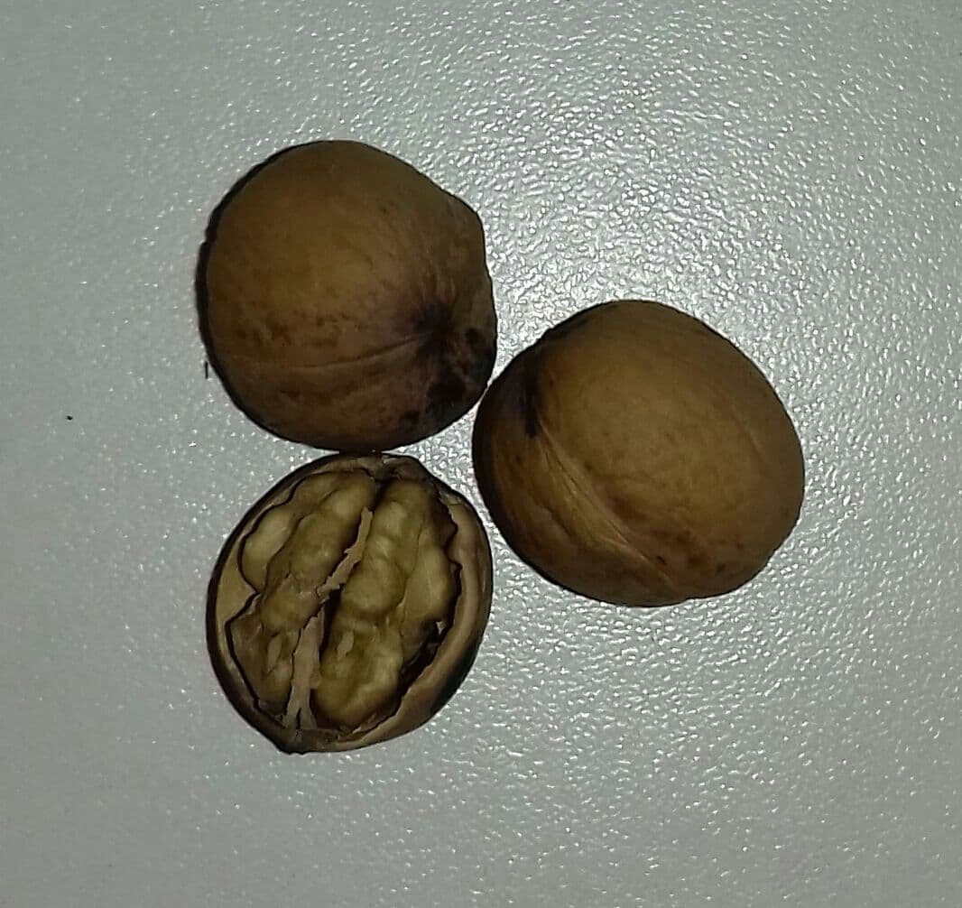 Olierijke walnoot, Juglans Regia 'Miliotia nr10' ( zeer olie-rijk) Zeer goed ras!Jonge spil in 3Lpot