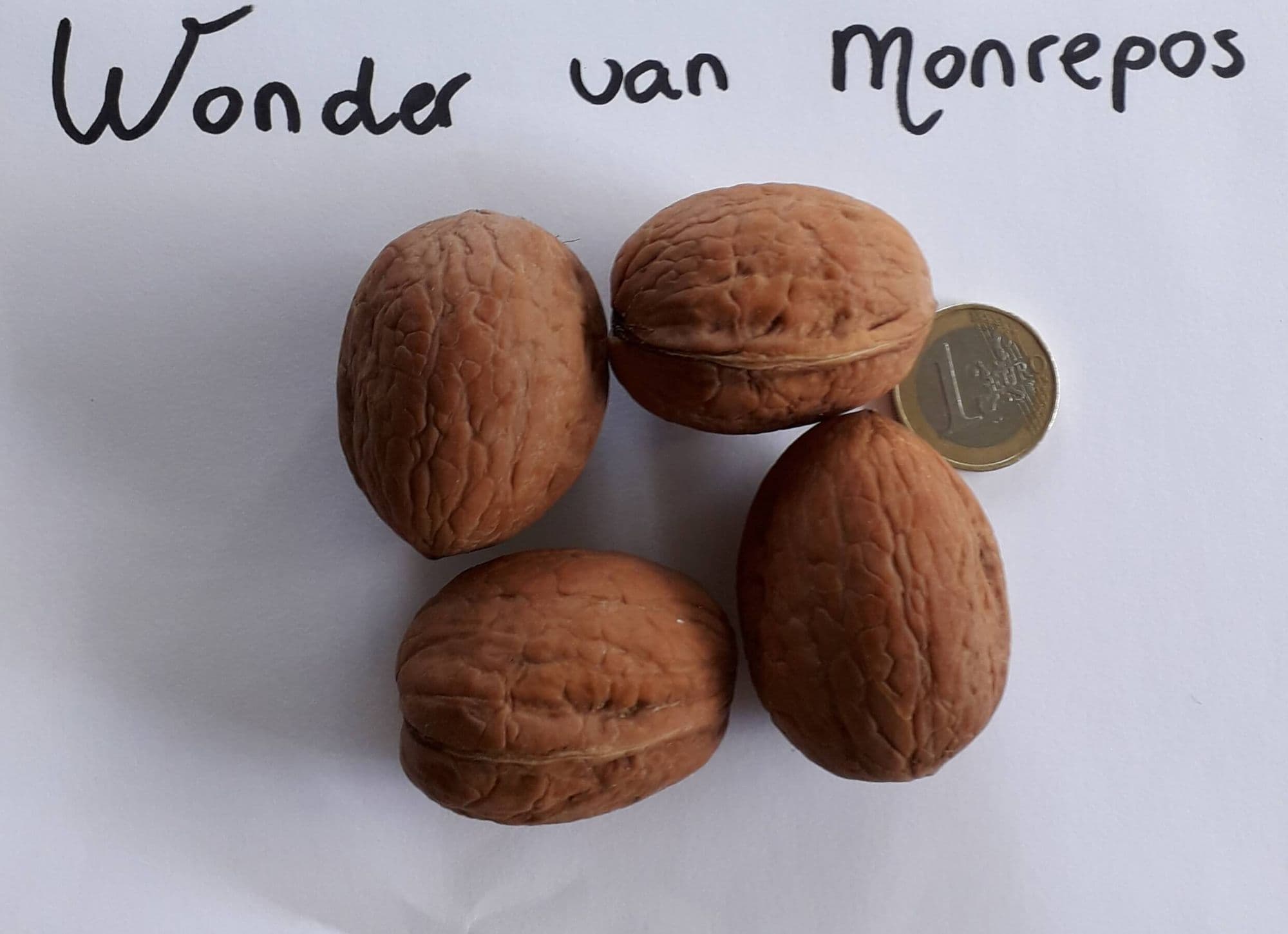 Walnoot, Okkernoot Juglans regia 'Wonder von Monrepos' de lekkerste walnoot Jonge spil in 3Lpot op biowijze