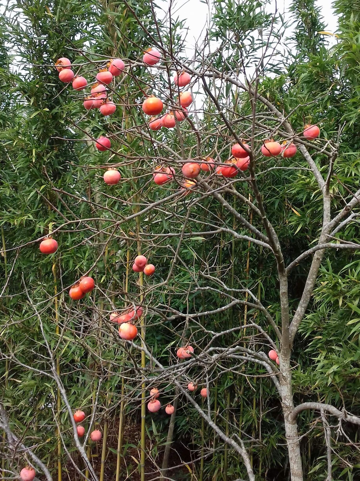 Vroegrijpende Hybr. kaki, Diospyros 'Sosnovskaya'op biowijze