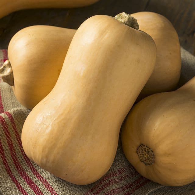 Pompoen 'Butternut' BIO - zaden