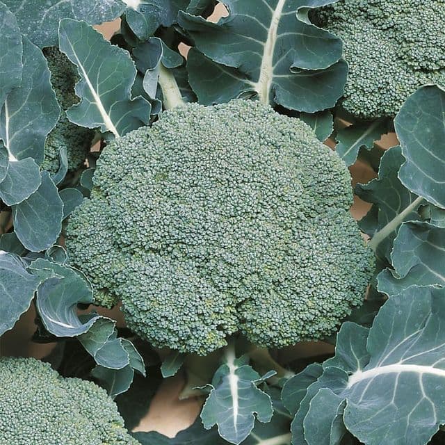 Broccoli 'Belstar F1' BIO - zaden