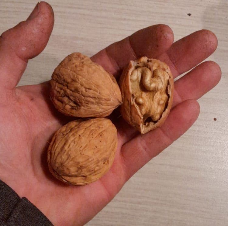 Juglans r. 'Adams nr 10' Grote mooie noten Jonge spil in 3Lpot op biowijze
