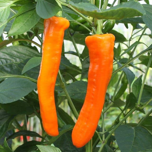 Zoetpuntpaprika 'Kyra' BIO - zaden
