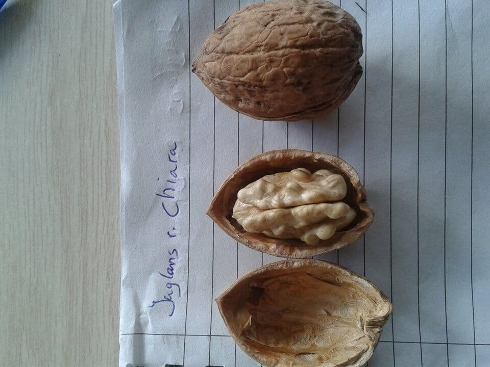 Walnoot, okkernoot, Juglans regia 'Chiara' ( zeer grote, smakelijke noot)