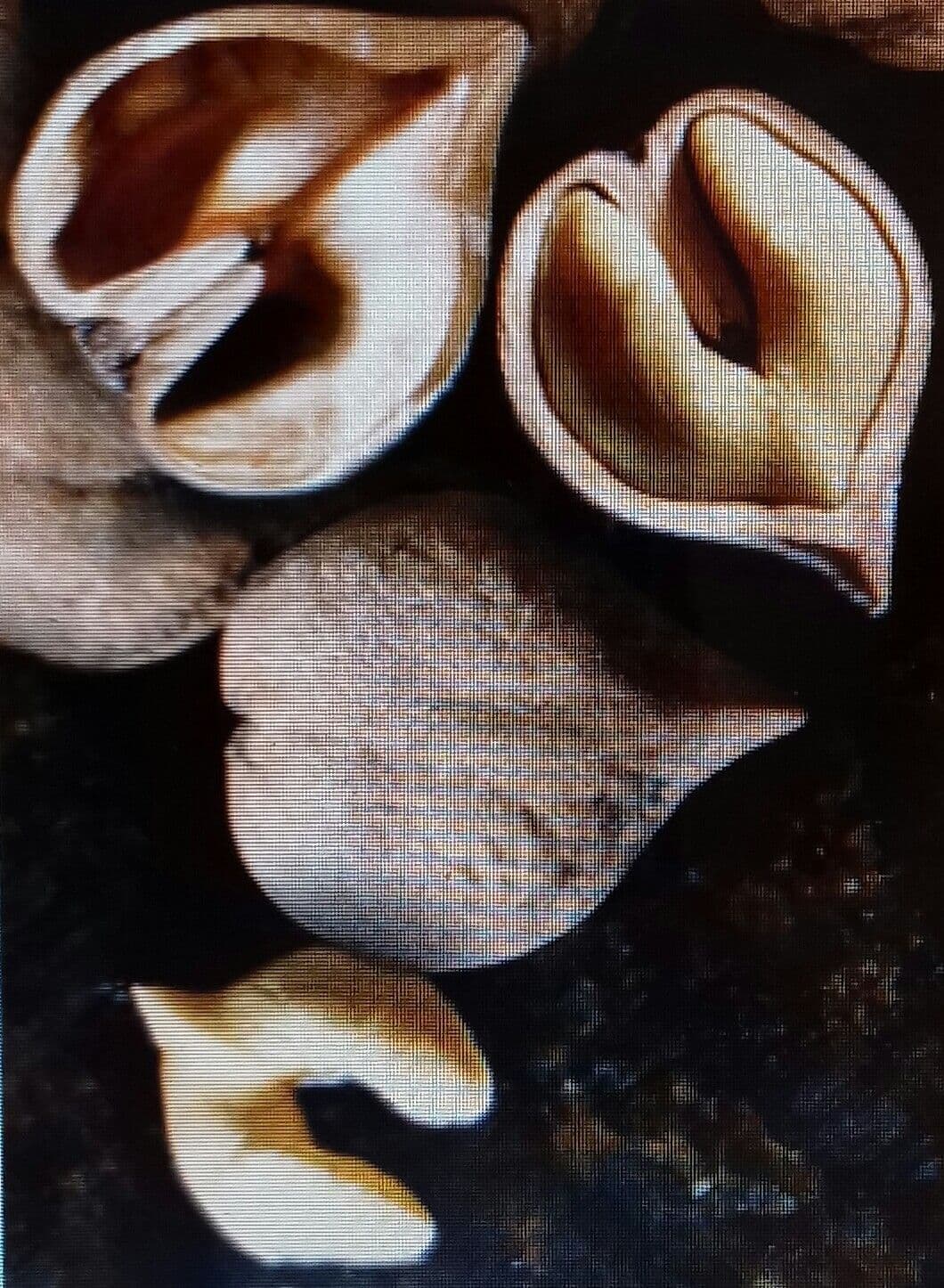 Japanse Hartnoot, Heartnut, Juglans ailantifolia 'Imshu' Jonge spil in 3Lpot op biowijze