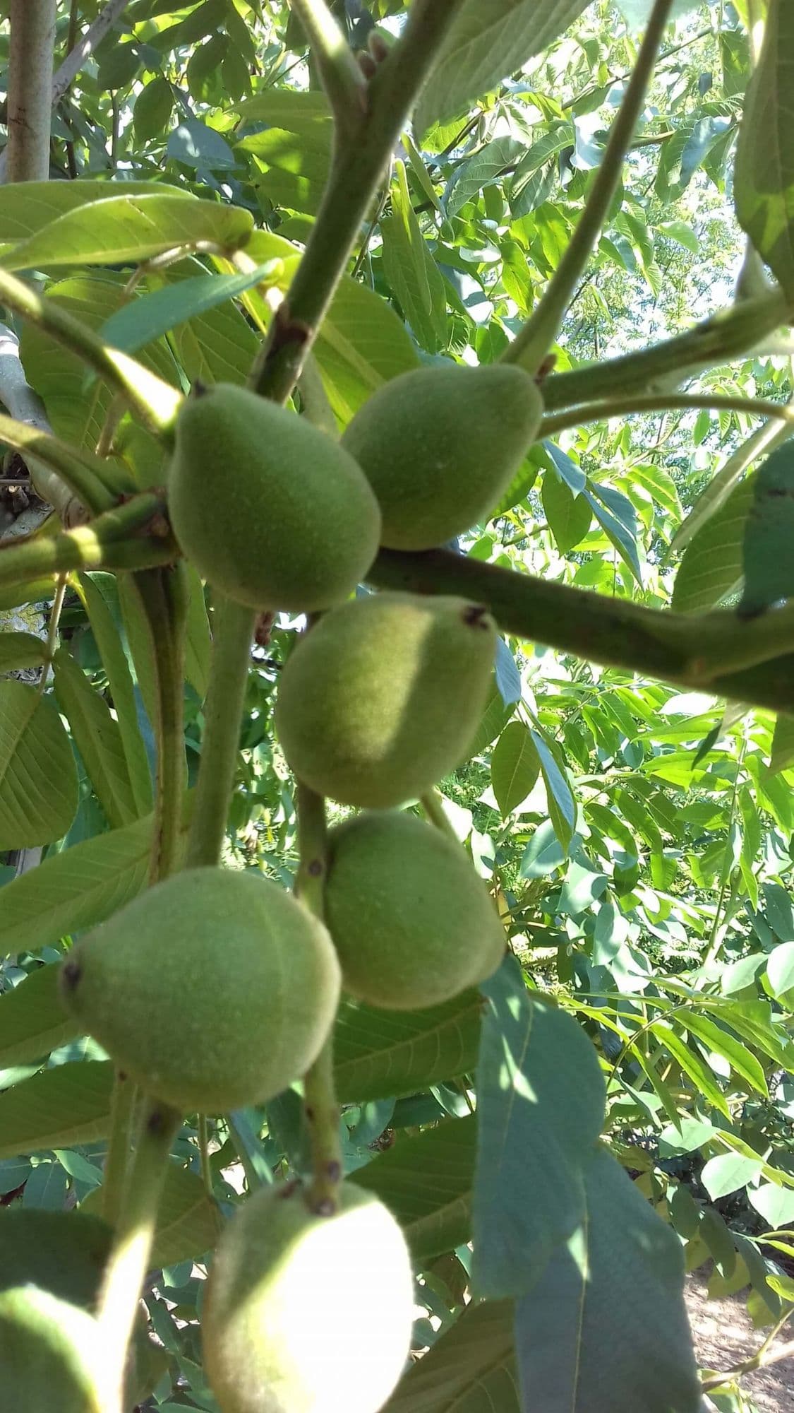 Hartnoot, Juglans ailantifolia 'Kalmar'