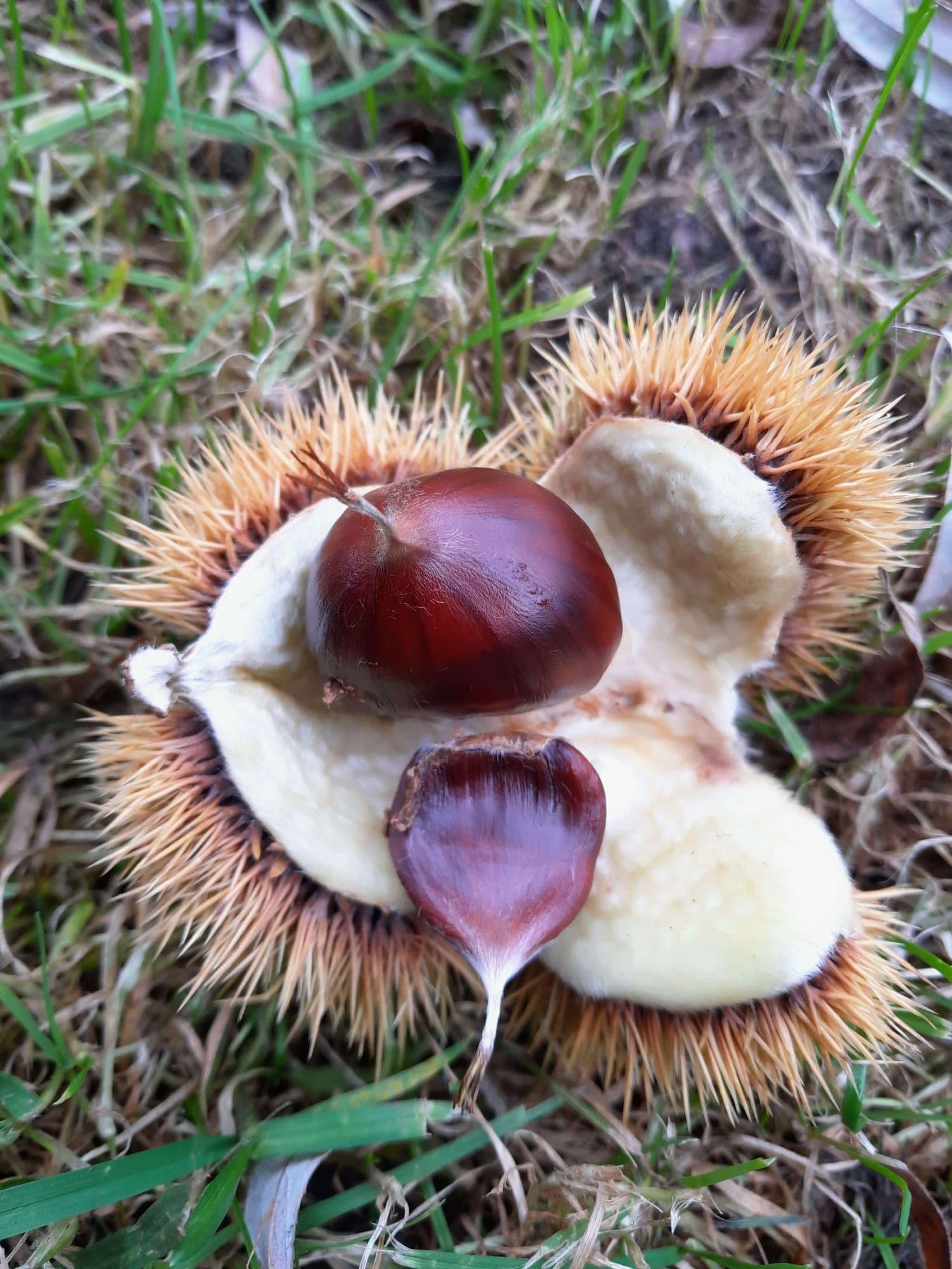 Tamme Kastanje, Castanea'Ecker 1' ( waardevolle zelfbestuiver!)
